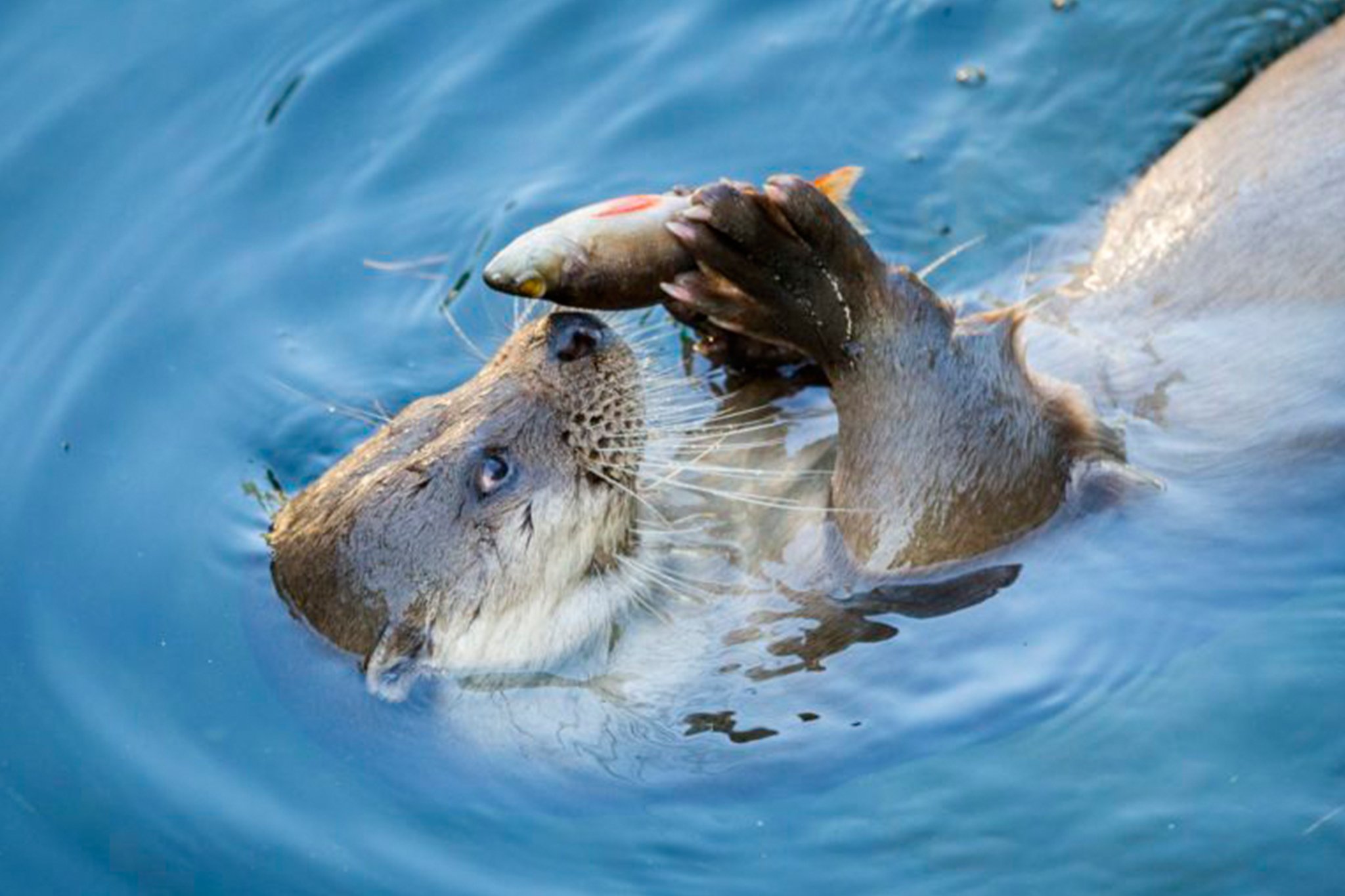 Ranua Arctic Zoo Day Trip with Guided Transfer & Lunch from Rovaniemi
