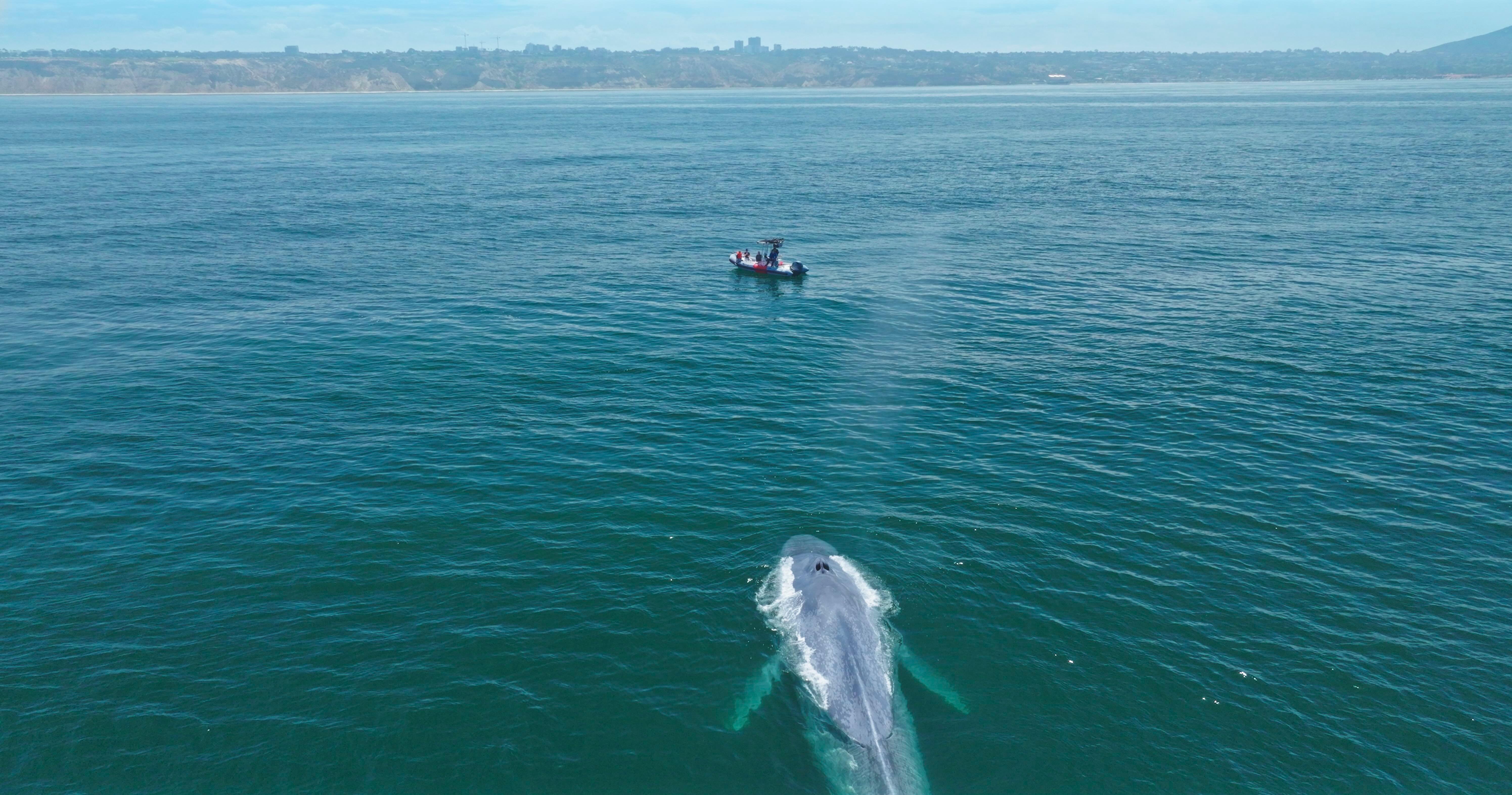 San Diego: Whale and Dolphin Watching Speedboat Tour