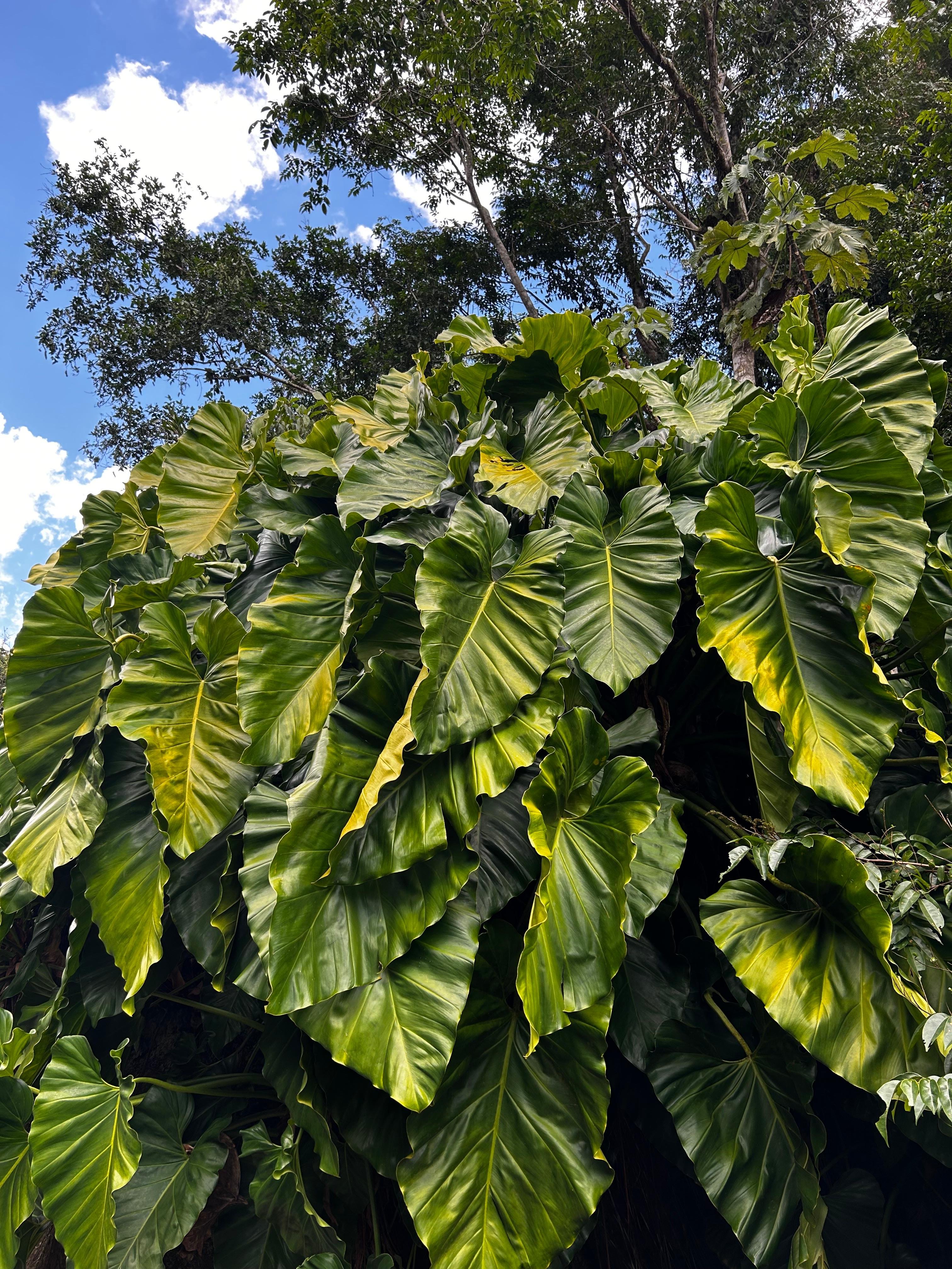 El Yunque Rainforest Adventure: Waterfalls, Slides & Rope Swings