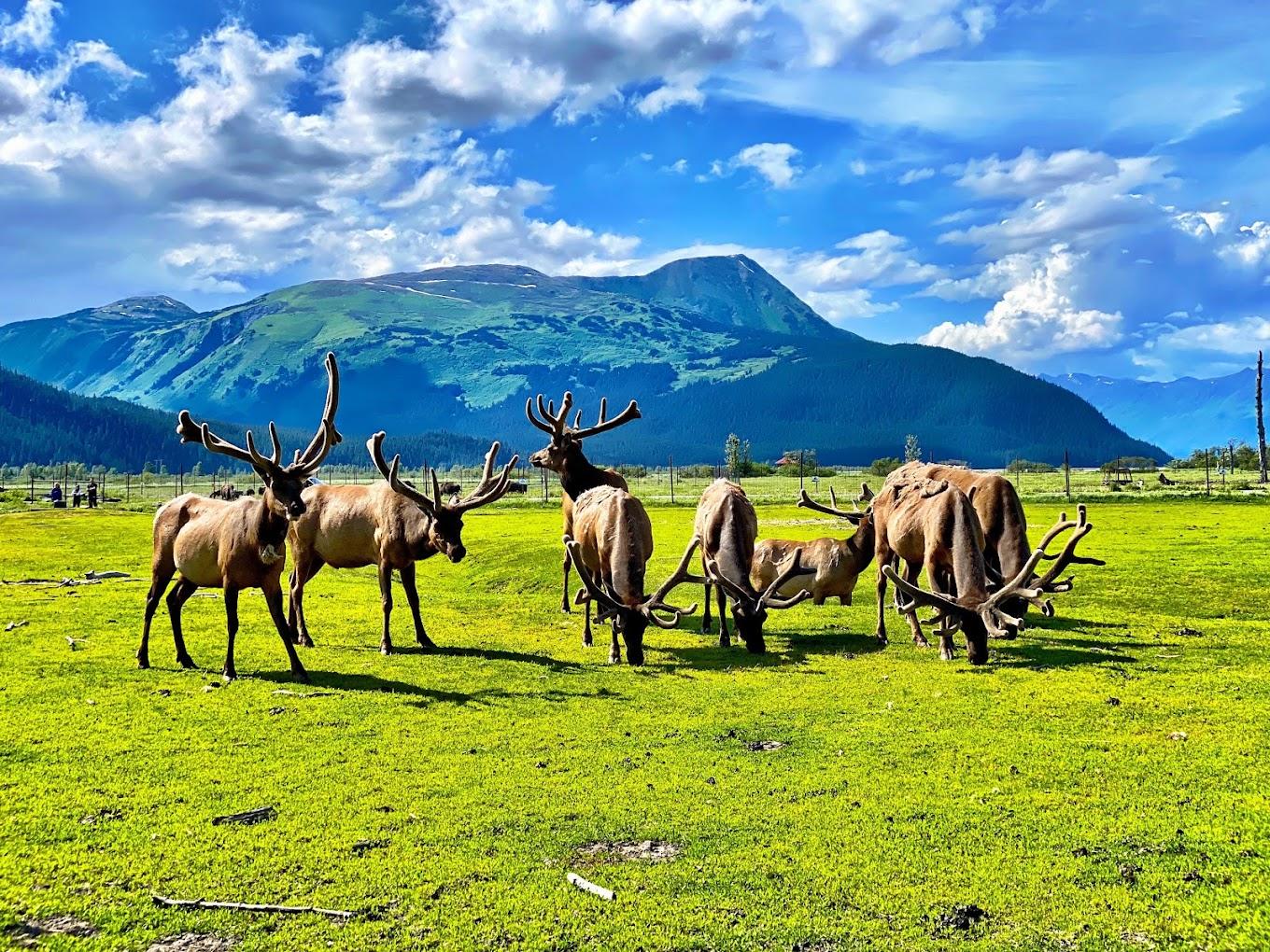 Alaskan Wildlife, Craft Beer & Lunch Experience