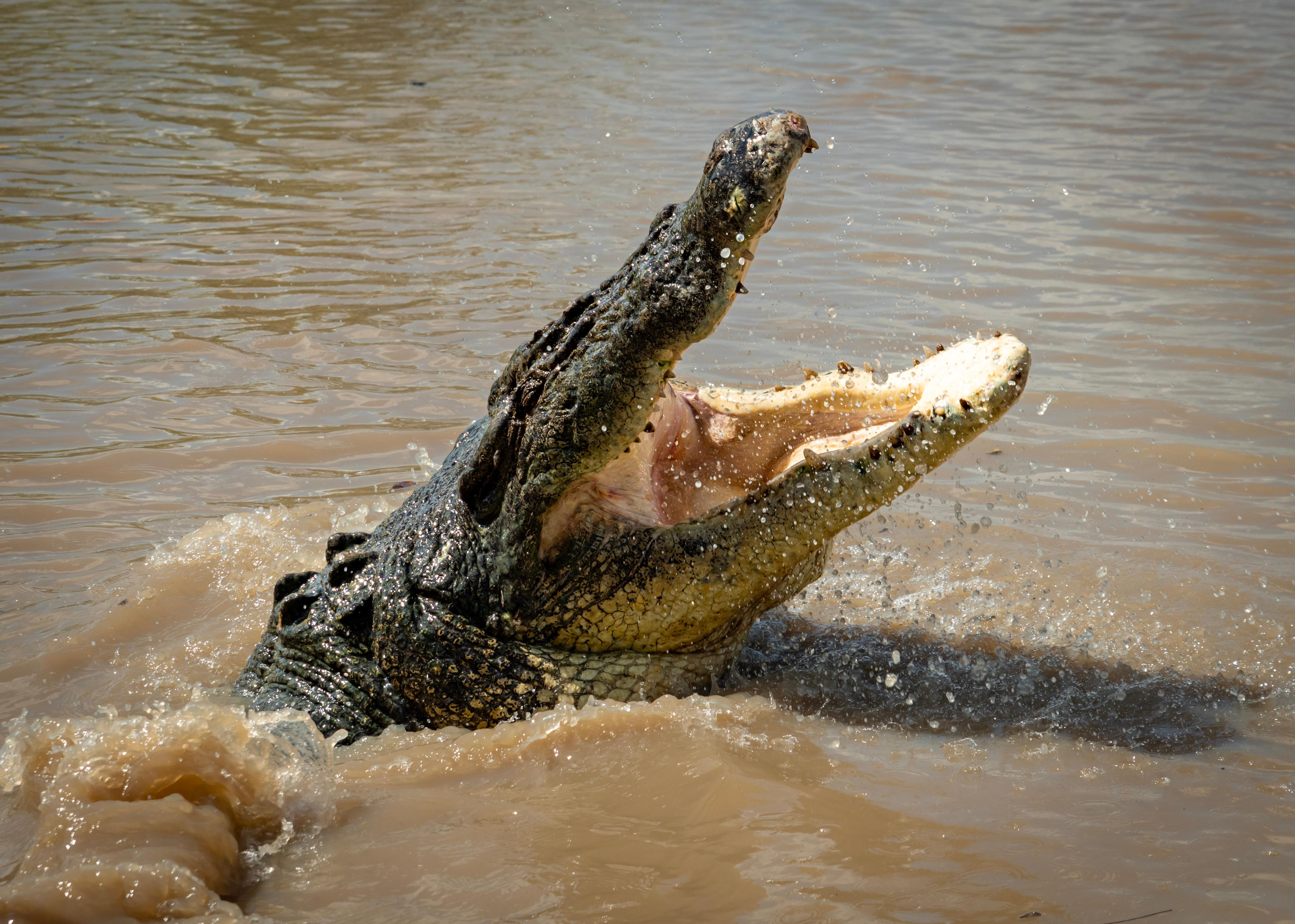 Adelaide River Jumping Crocodile Cruise