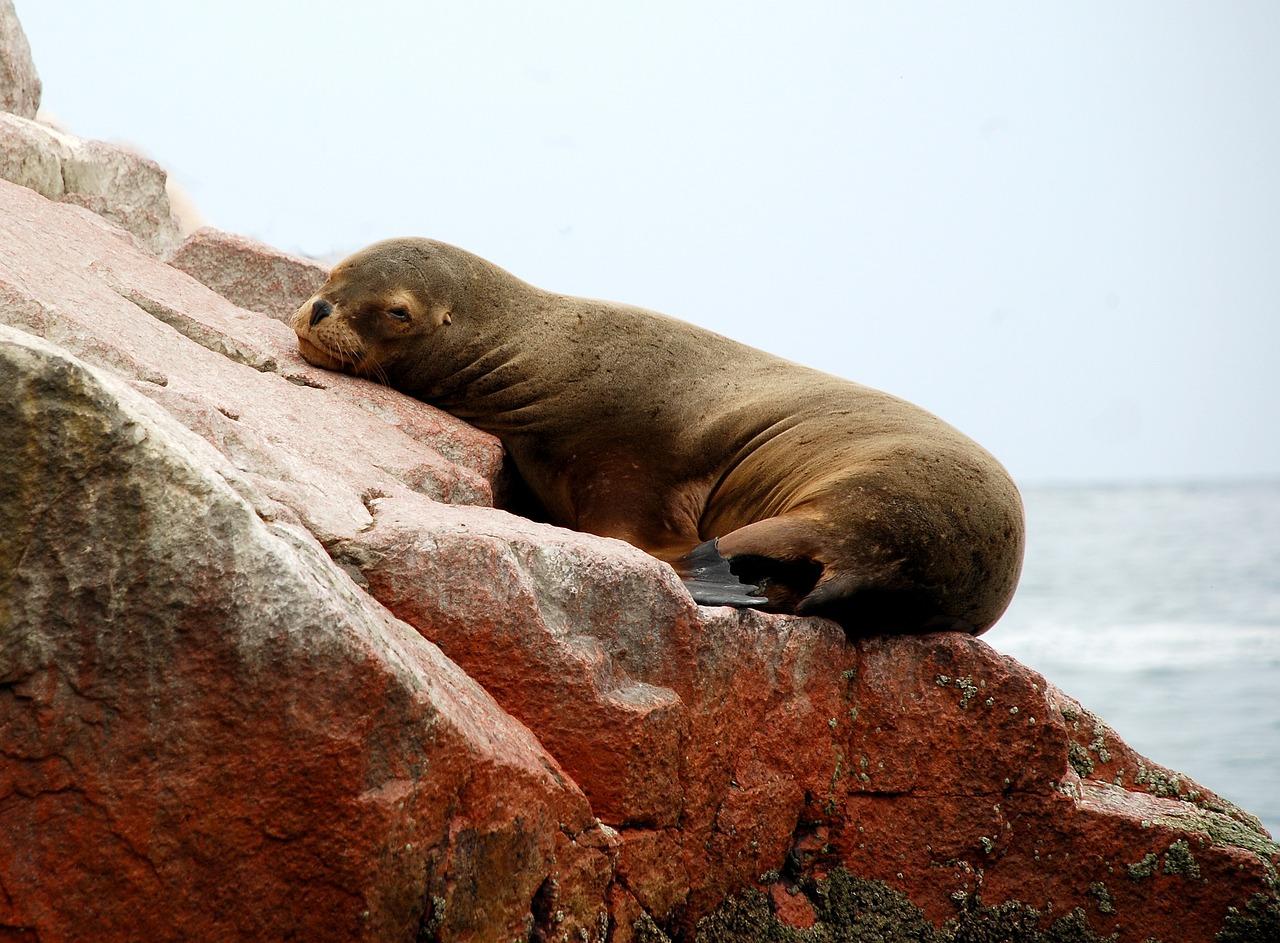 Excursión ecológica en barco a las islas Ballestas