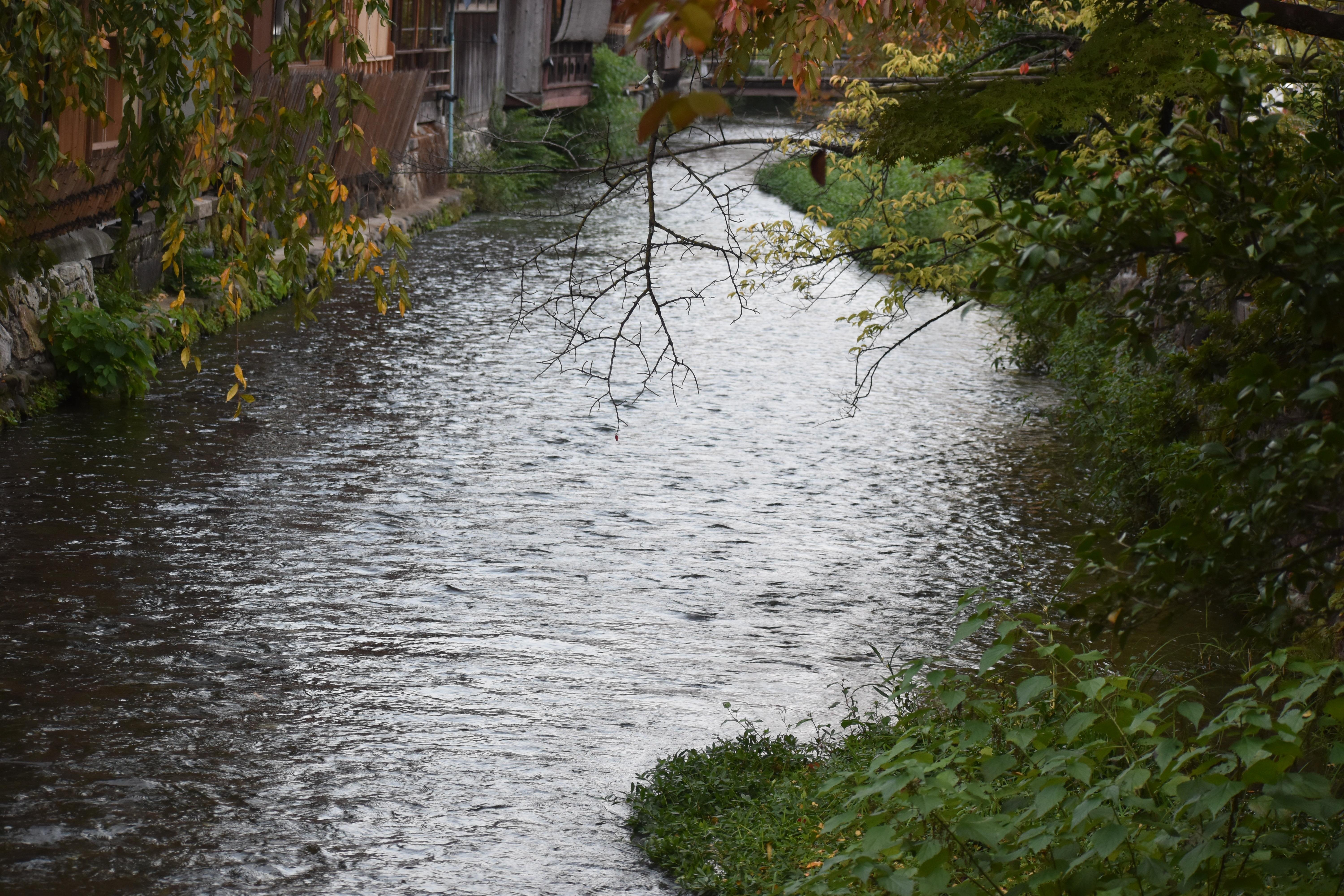 Kyoto Gion & Pontocho Cultural Walking Tour