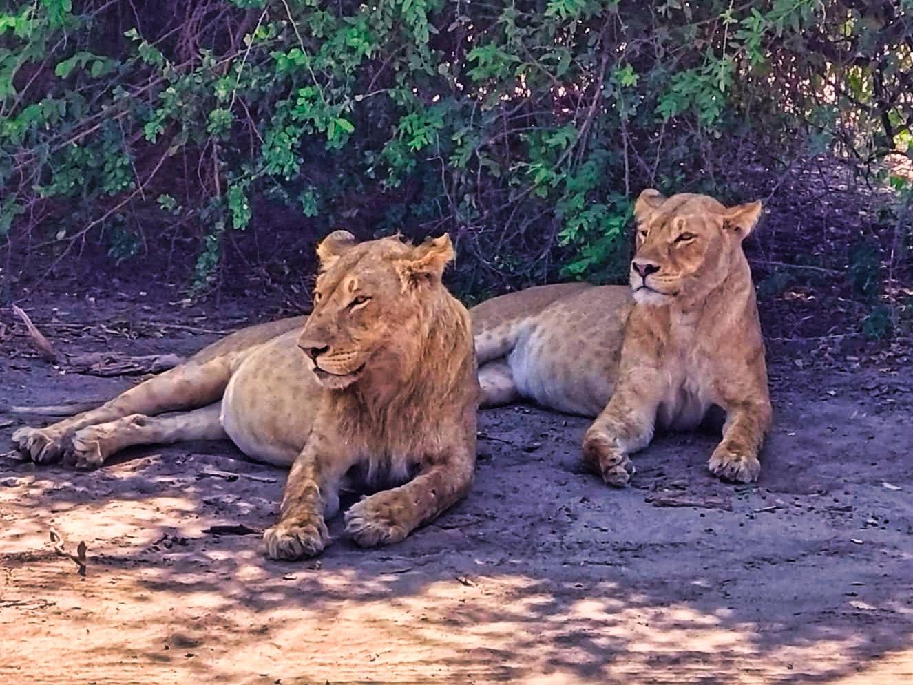 Chobe Safari & Four-Country Quadripoint