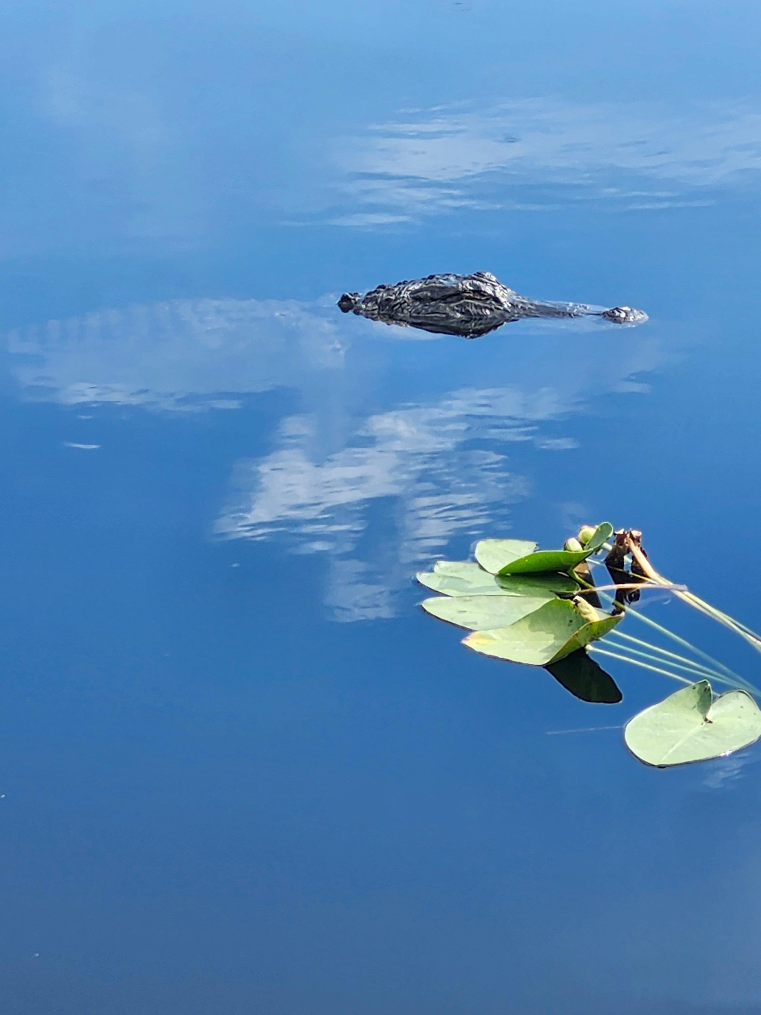 Small-Group Everglades Eco-Adventure & Private Islands Tour