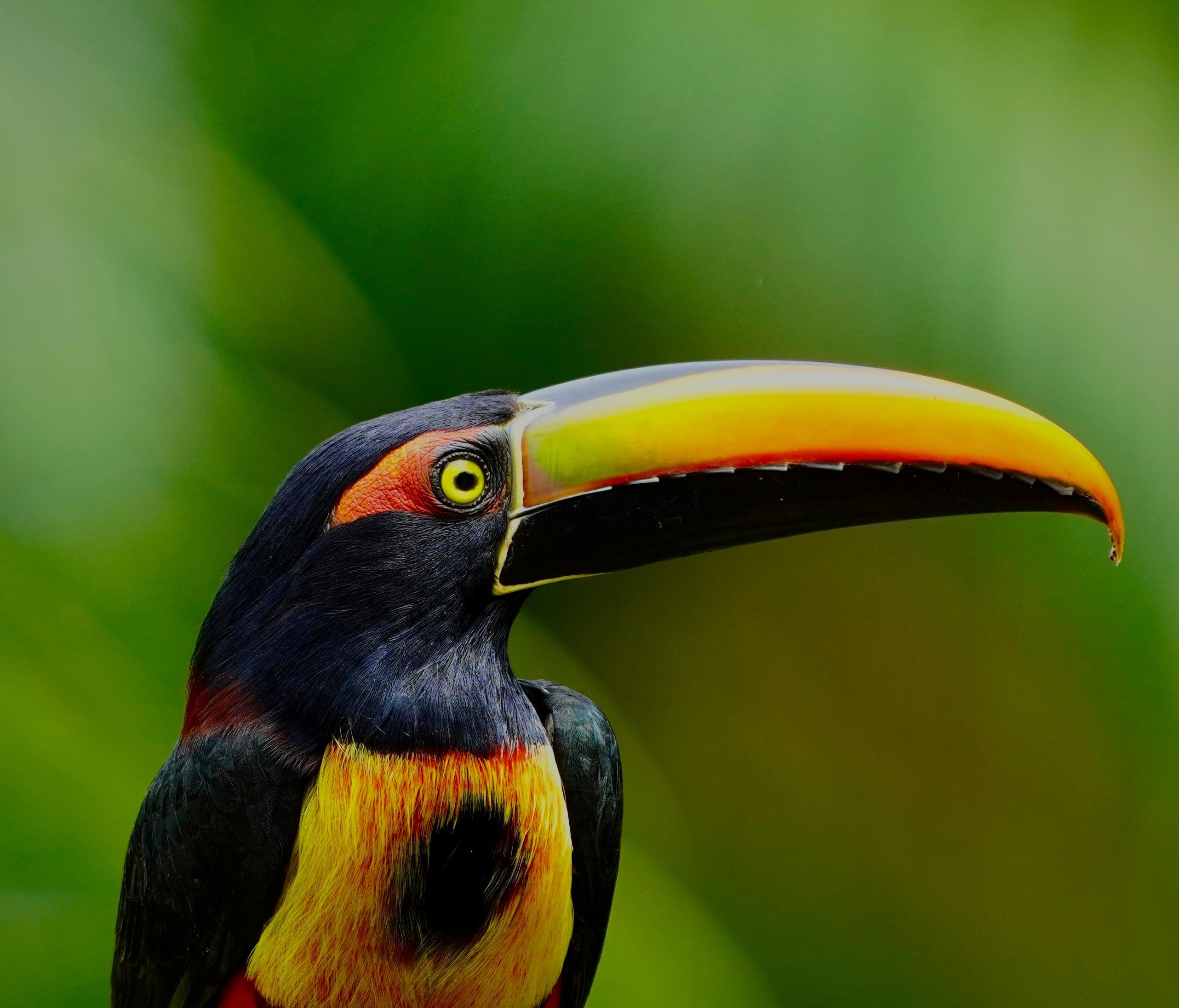 Manuel Antonio Birdwatching Mountain & Rainforest Tour