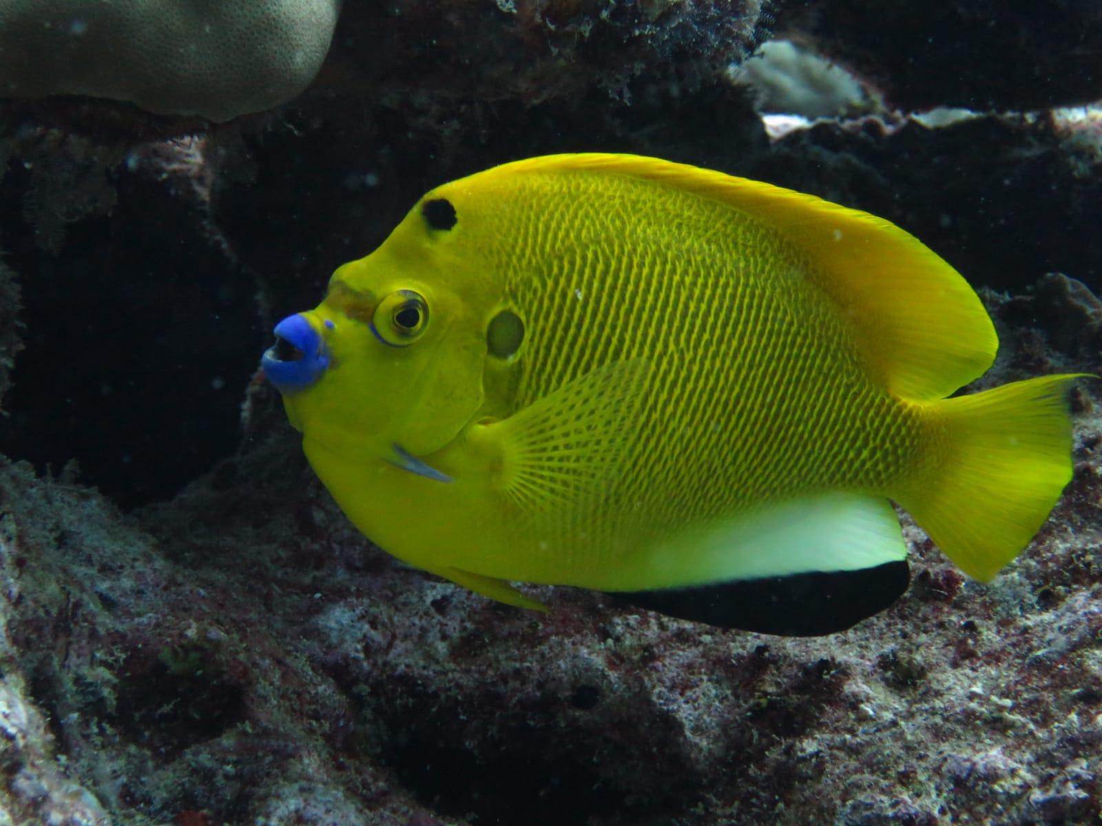 Belle Mare Scuba Discovery: East Coast Mauritius Dive