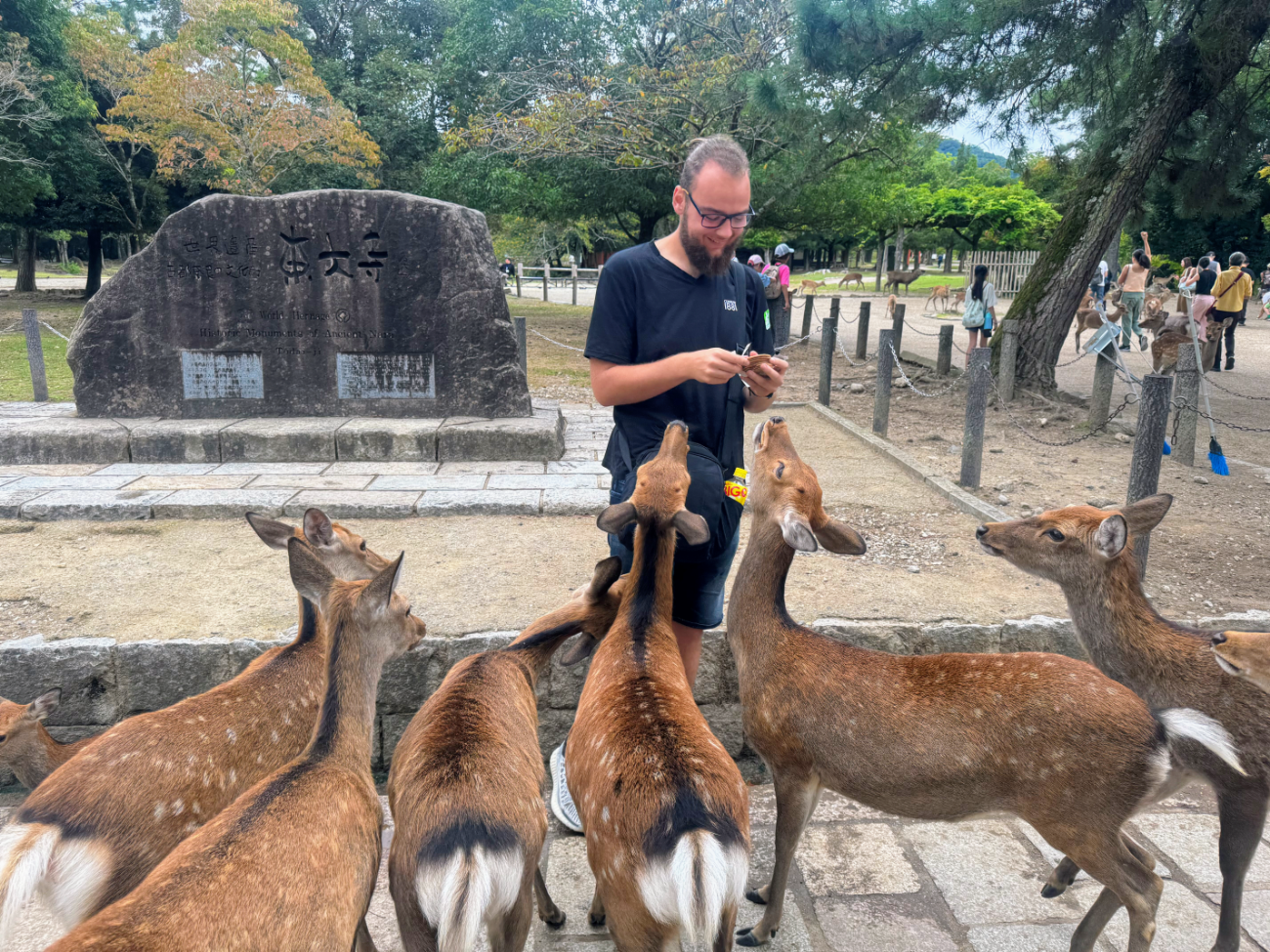 Nara Guided Half-Day Morning Tour from Kyoto