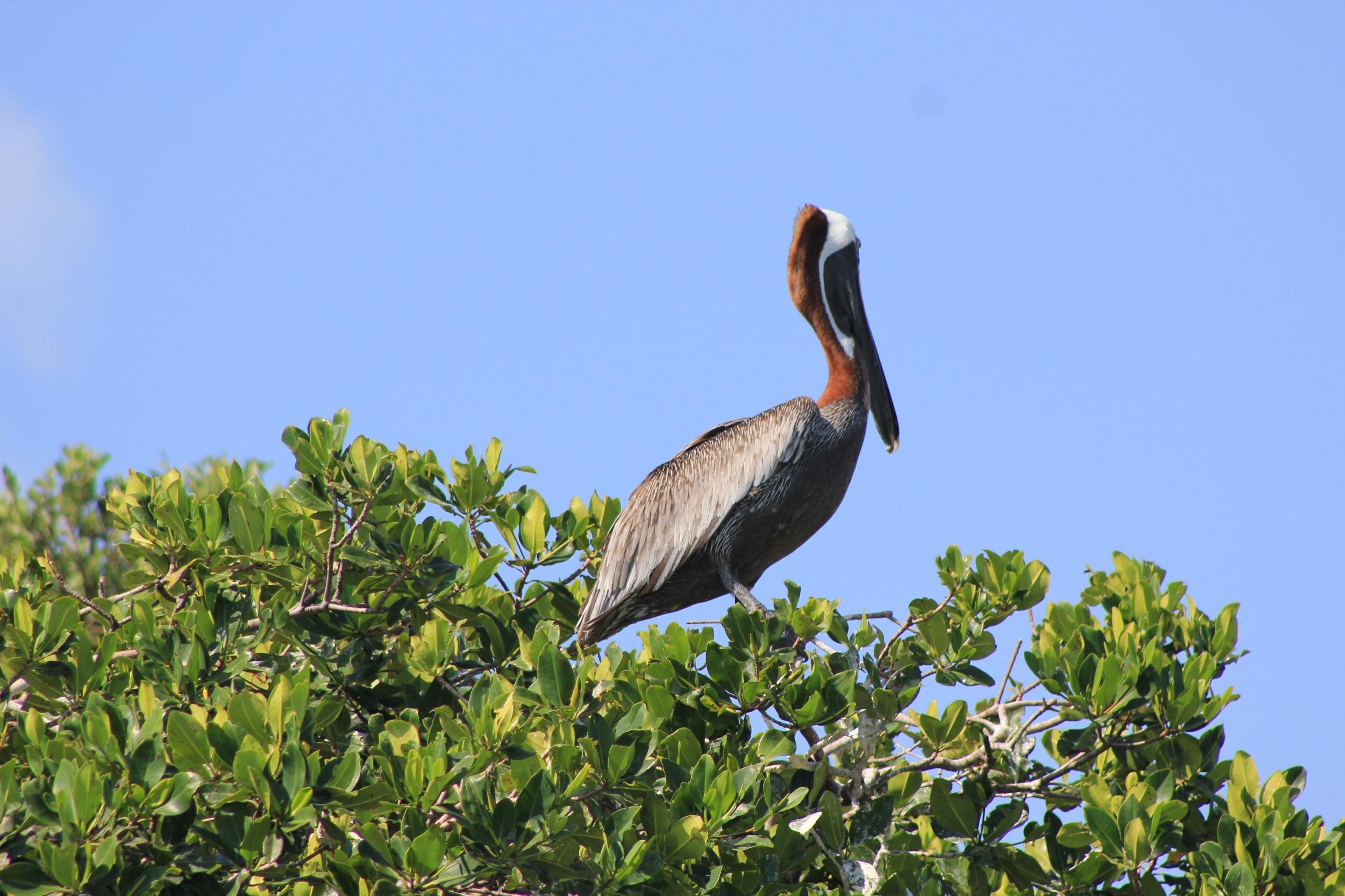 Sian Ka'an Reserve: Dolphins, Turtles & Snorkeling Day Trip