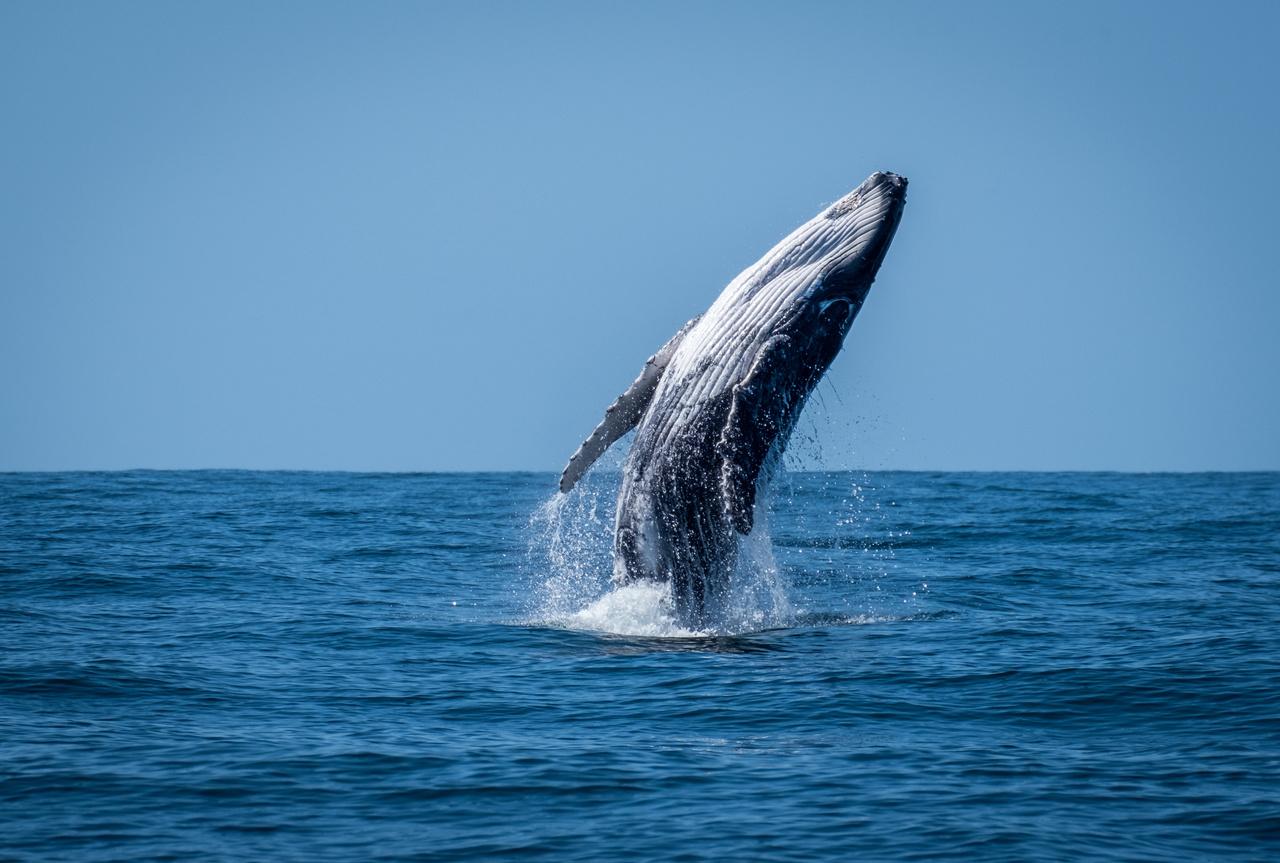 Jet-Powered Whale Watching Adventure