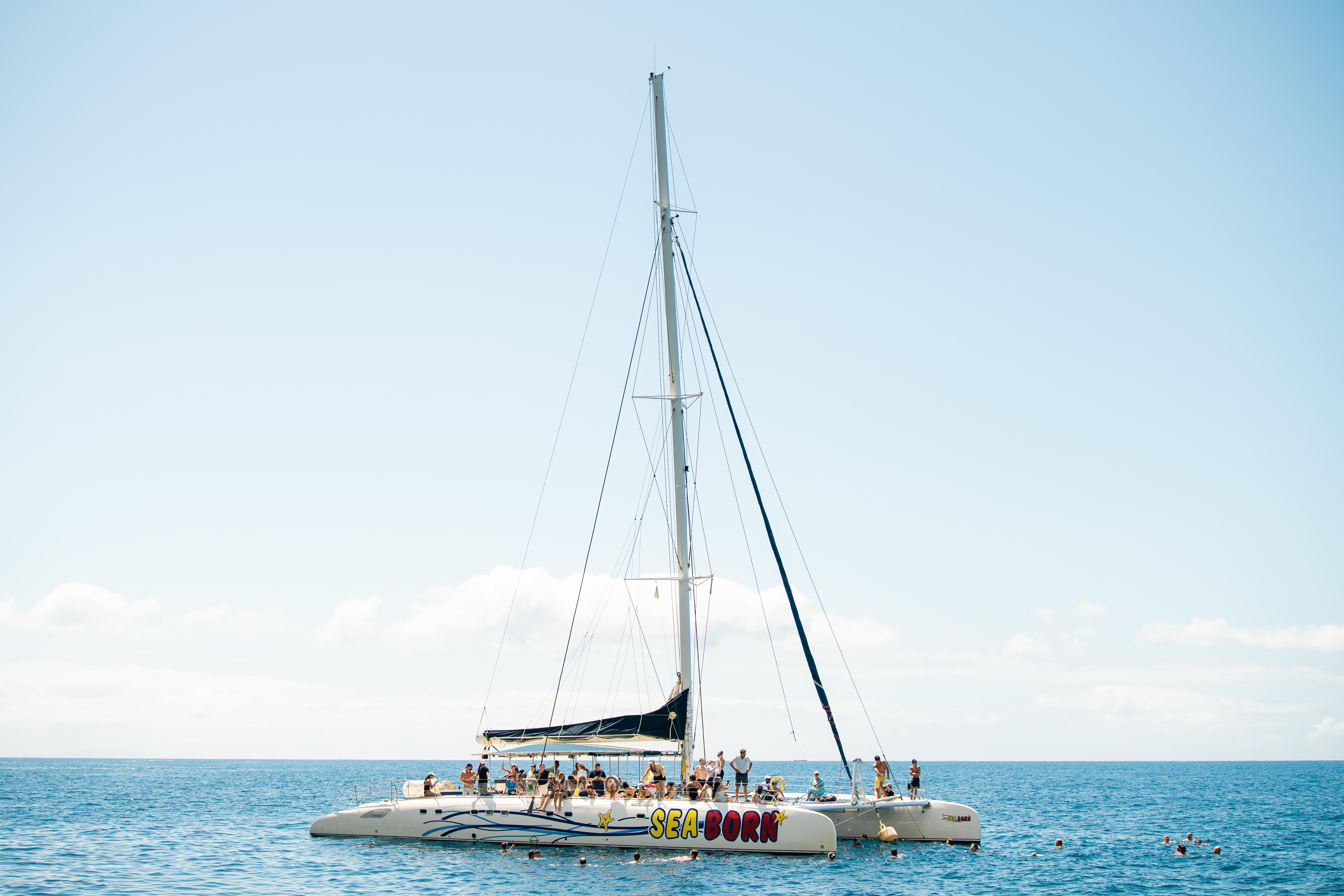 Madeira Catamaran Cruise: Dolphin & Whale Watching