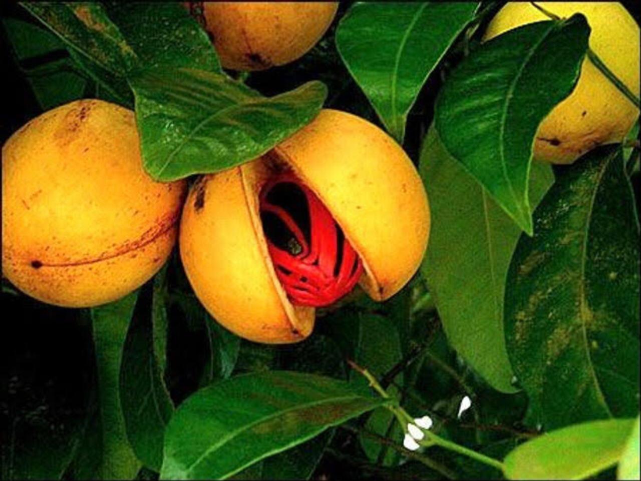 Zanzibar Private Spice Farm Tour with Local Guide