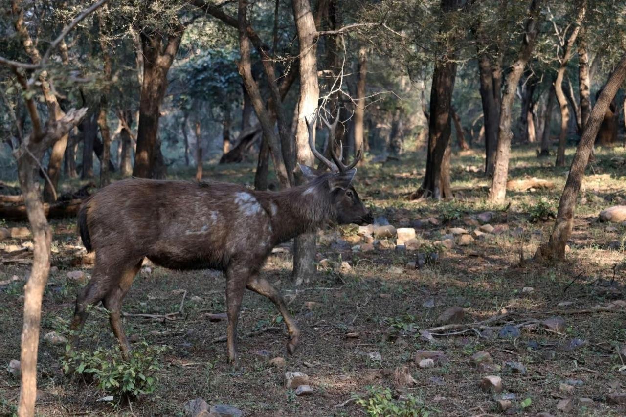 2-Day Ranthambore Tiger Safari from Delhi