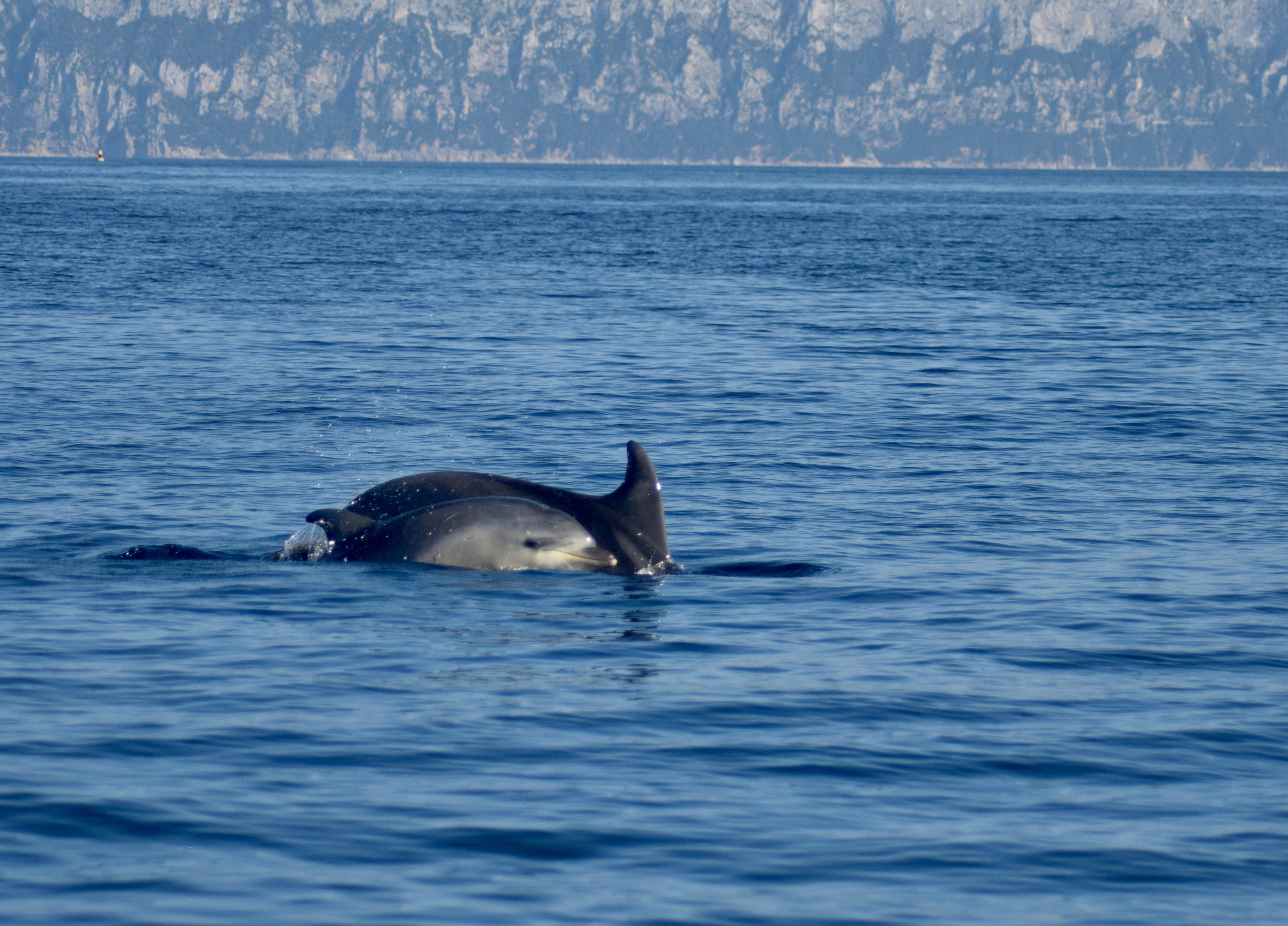 Dolphin Watching Zodiac Adventure from Olbia