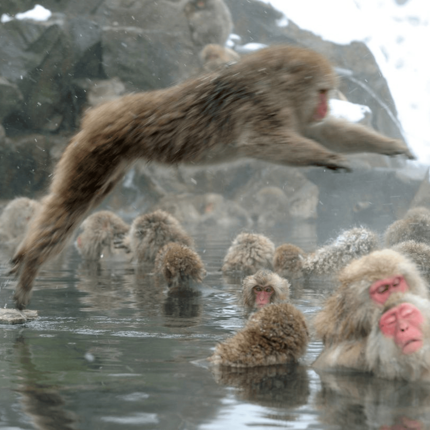 Private Nagano Day Tour: Snow Monkeys, Zenko-ji & Hot Springs from Tokyo