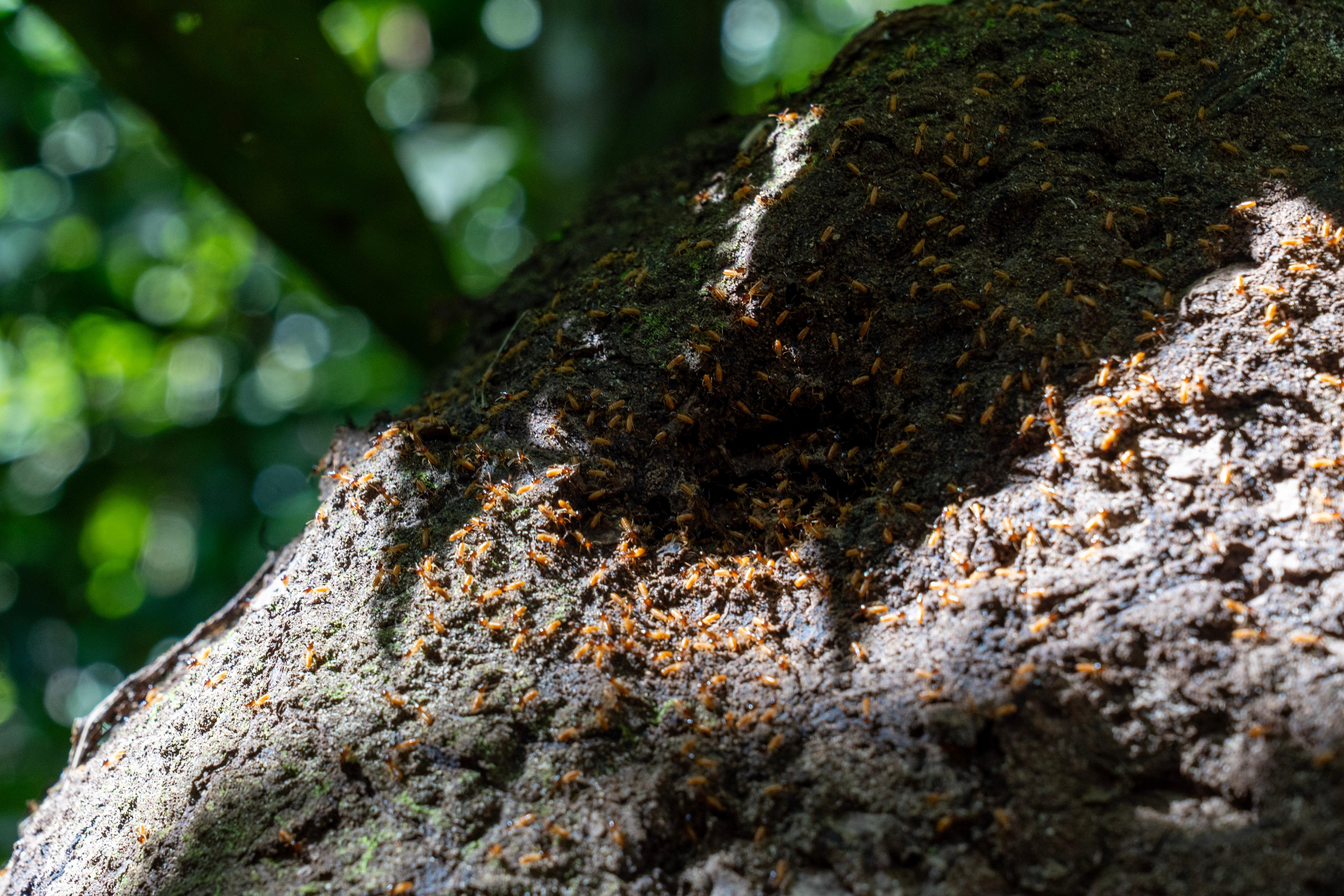 La Fortuna Bogarin Trail: Expert-Led Sloth & Wildlife Walk