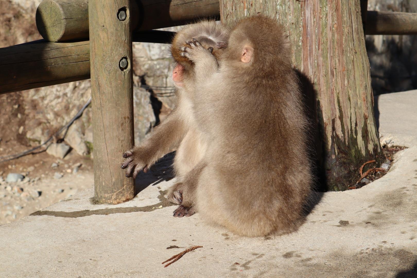 Jigokudani Snow Monkey Park Guided Tour from Nagano