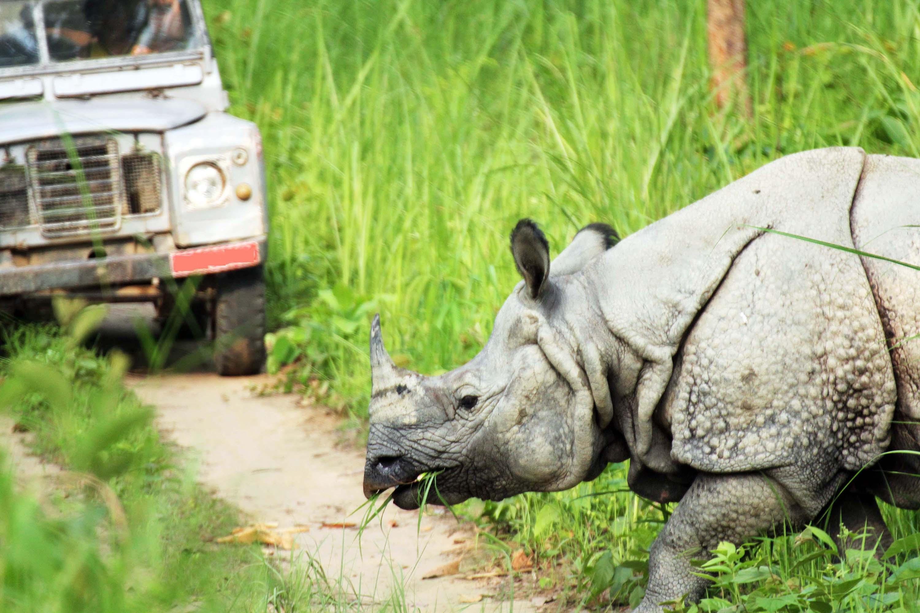 Chitwan Jungle Safari: 2, 3, or 4-Day Wildlife Adventure from Kathmandu or Pokhara
