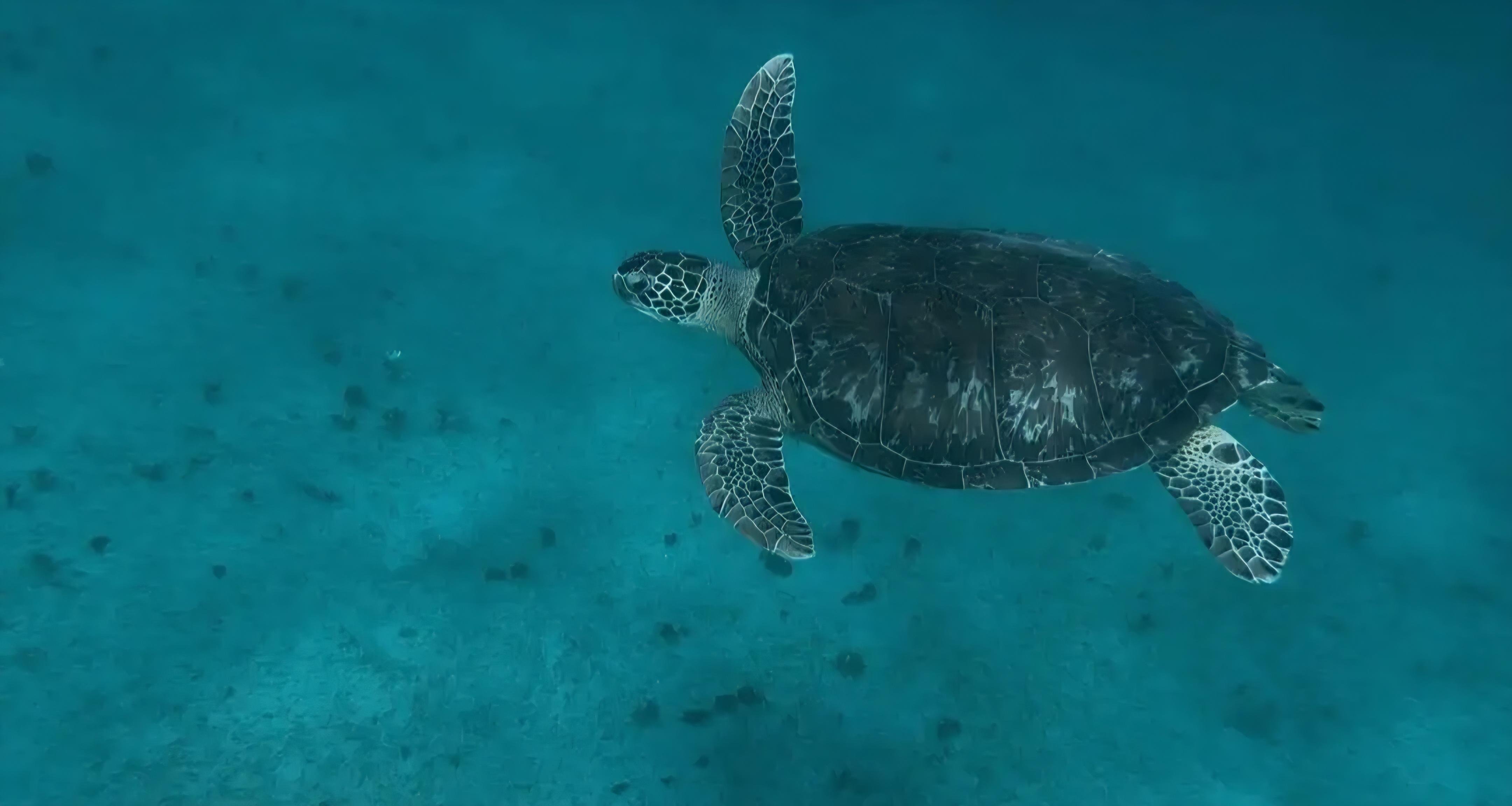 Martinique Southern Beaches Speedboat & Snorkeling Excursion