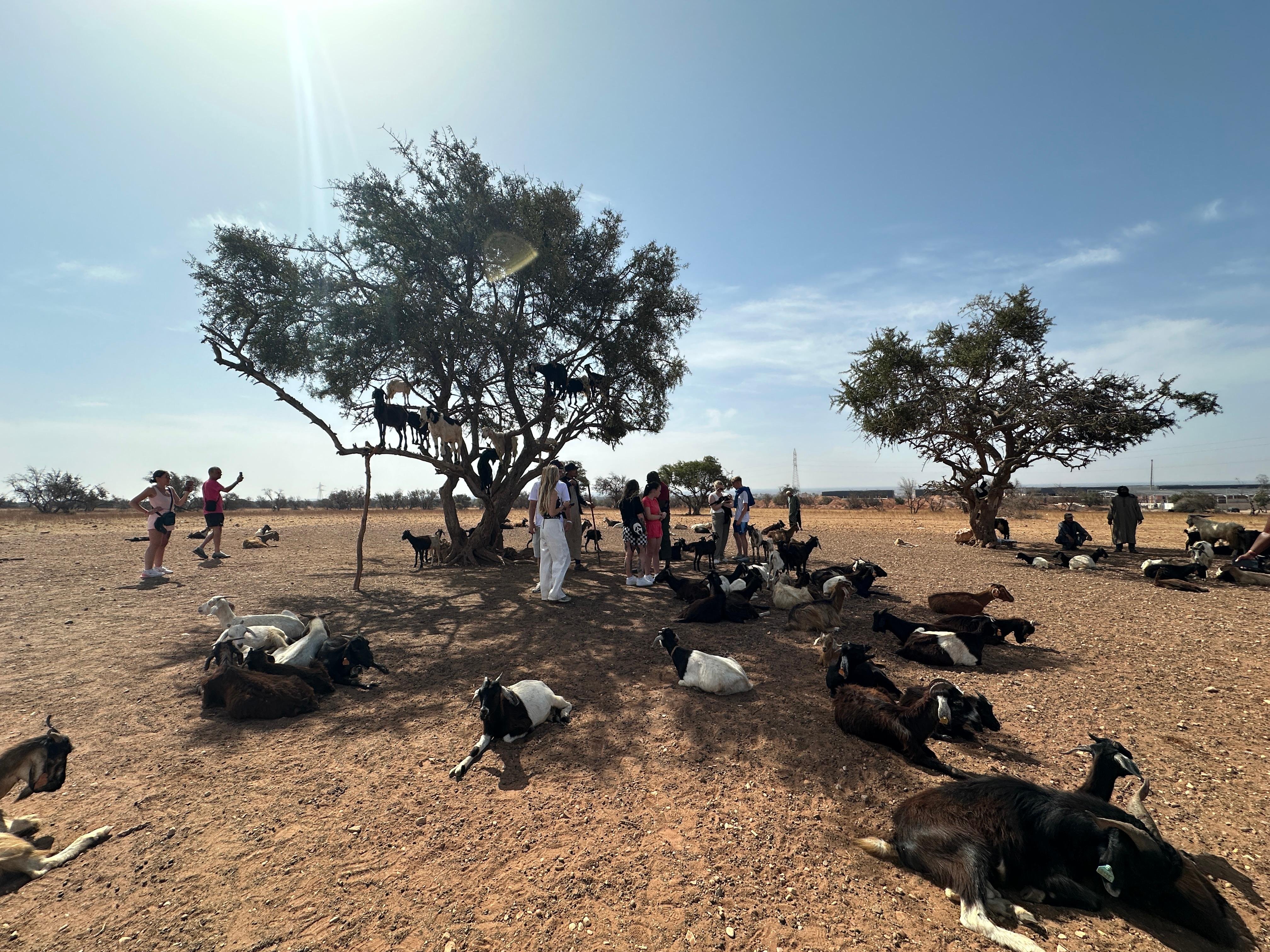 Agadir: Argan Goats and Crocoparc Excursion