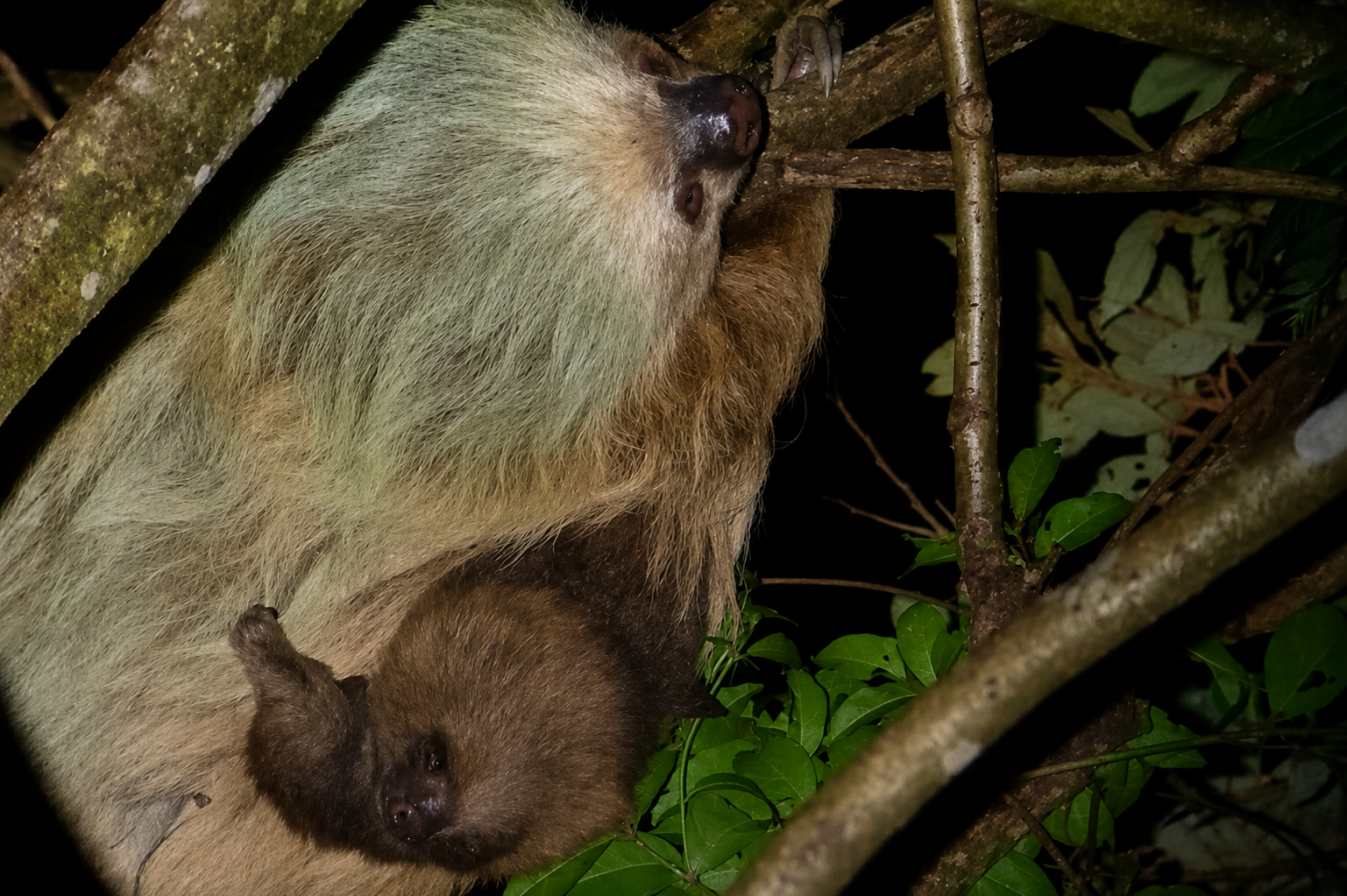 Monteverde Cloud Forest Night Walk with Naturalist Guide