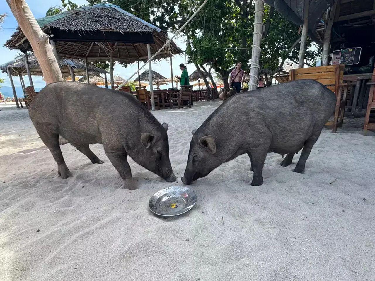 Private Island Hopping: Koh Madsum & Koh Tan Speedboat Adventure