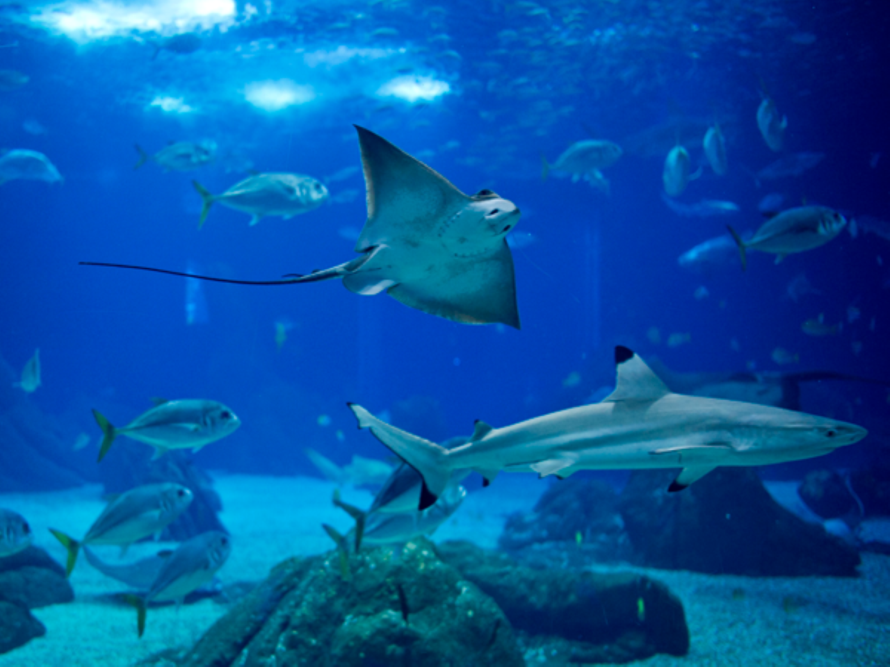 Lisbon Oceanarium Entry & Tagus River Cruise