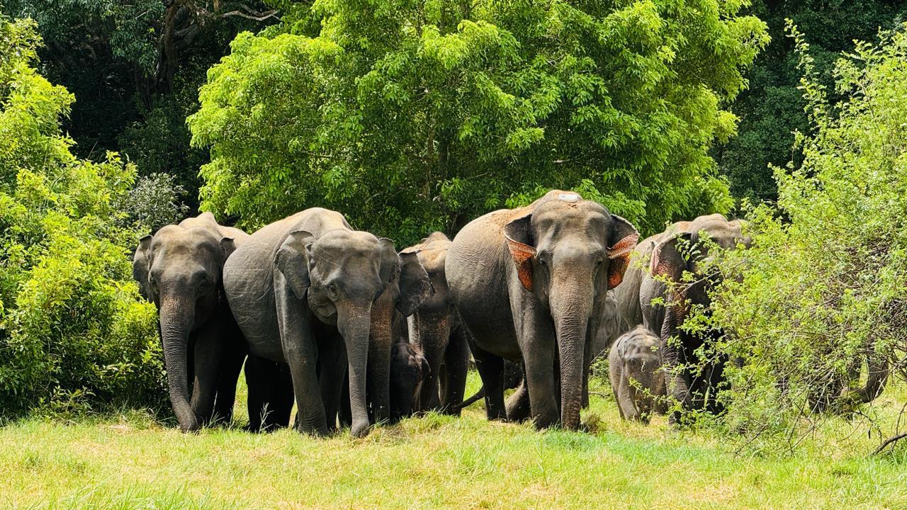 Minneriya National Park Private Jeep Safari from Sigiriya