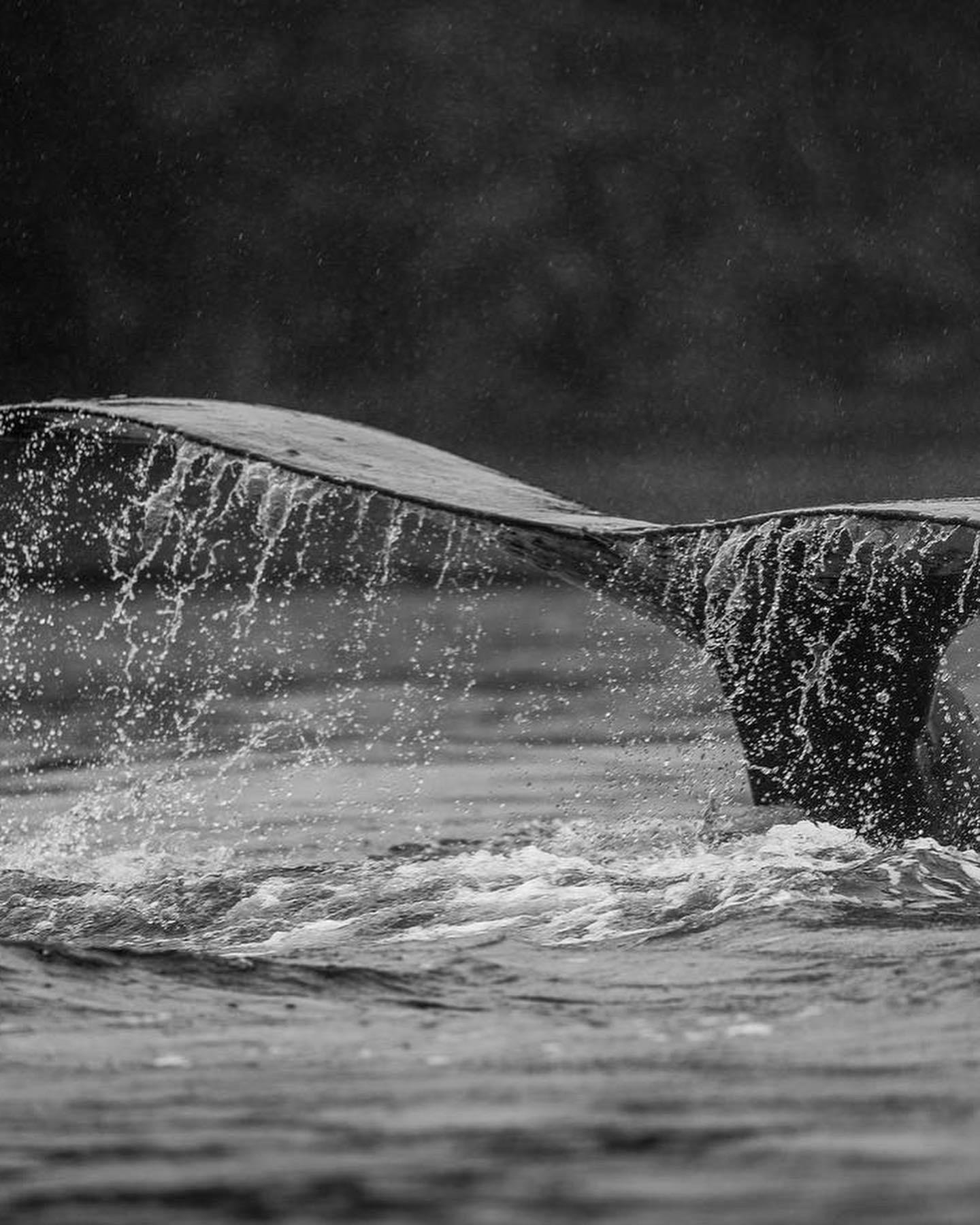 whale watching in Sitka — photo 4