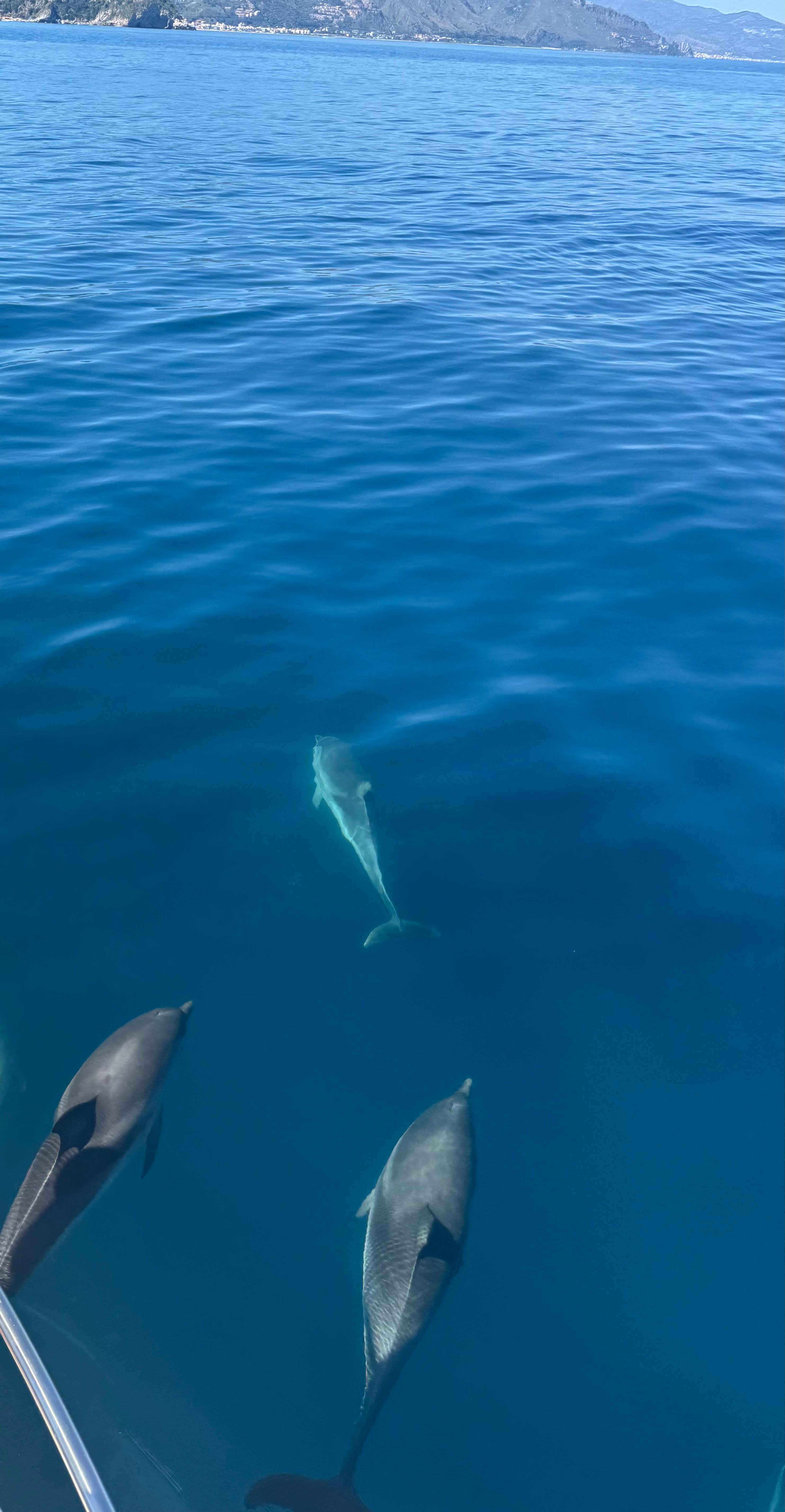 Taormina Sunset Catamaran & Dolphin Watching Cruise