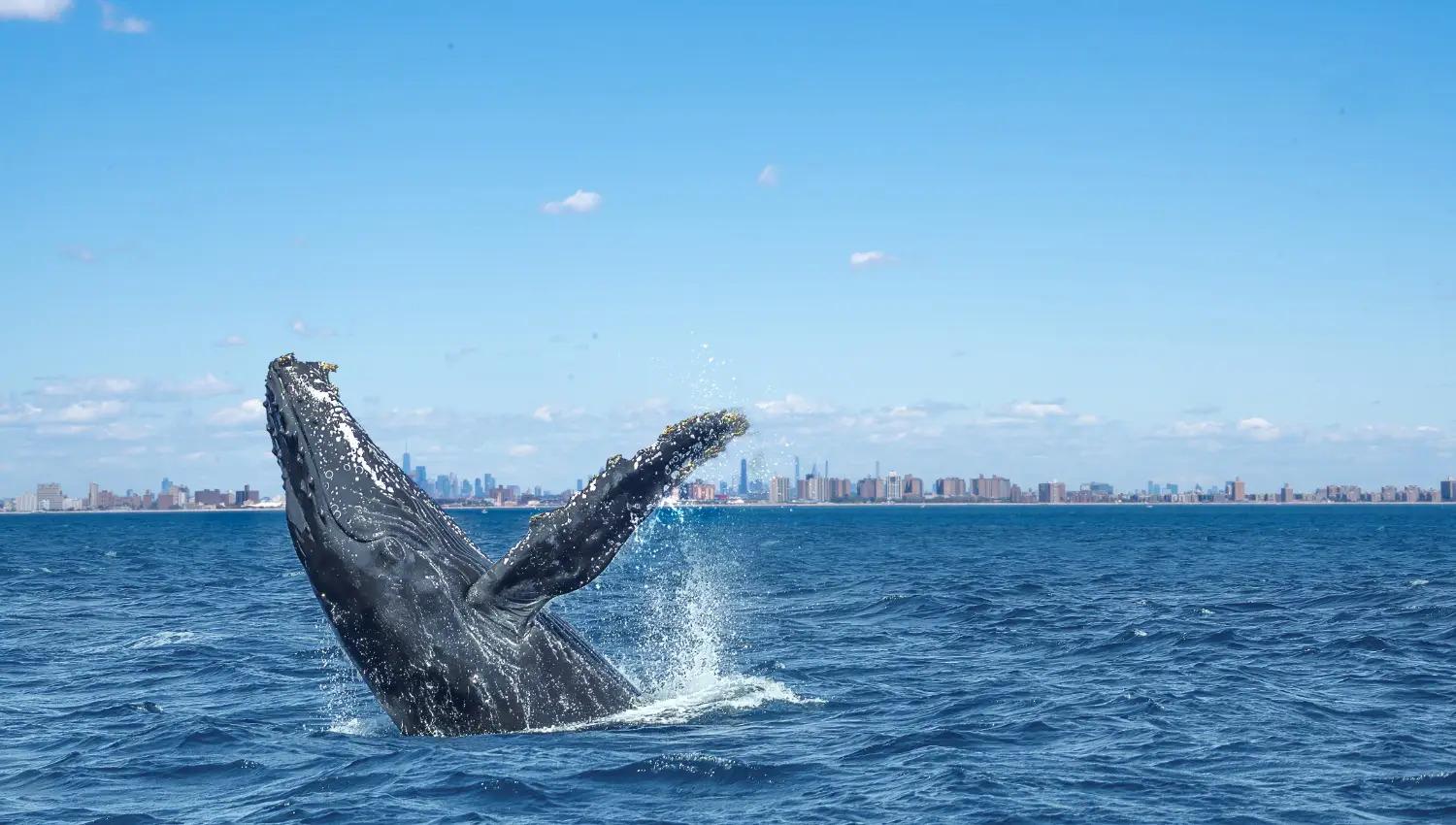 Manhattan Ocean Whale & Dolphin Watching Cruise