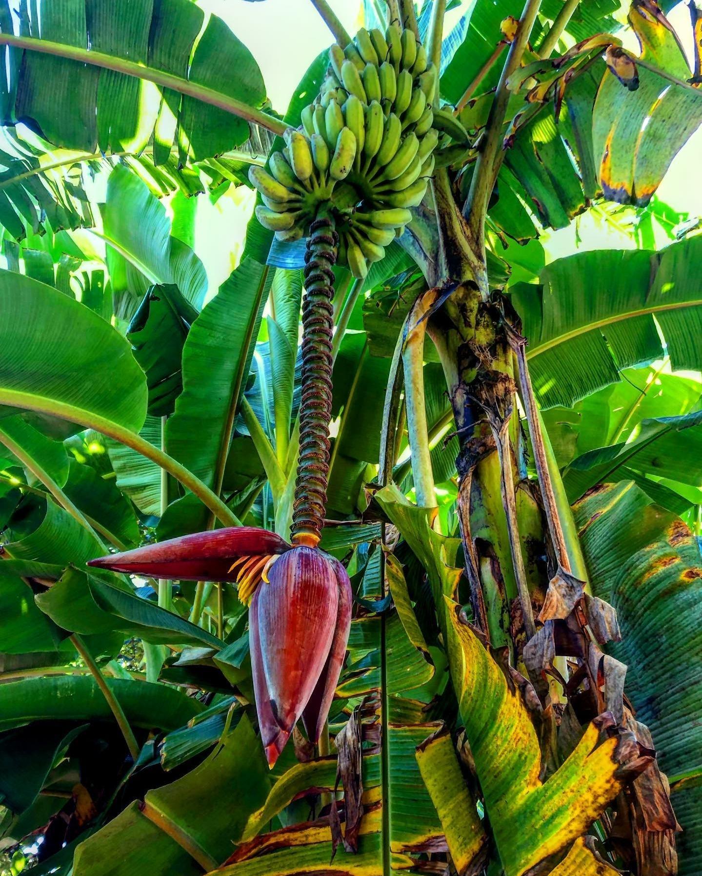 Zanzibar Full-Day: Stone Town, Spice Farm & Prison Island with Lunch