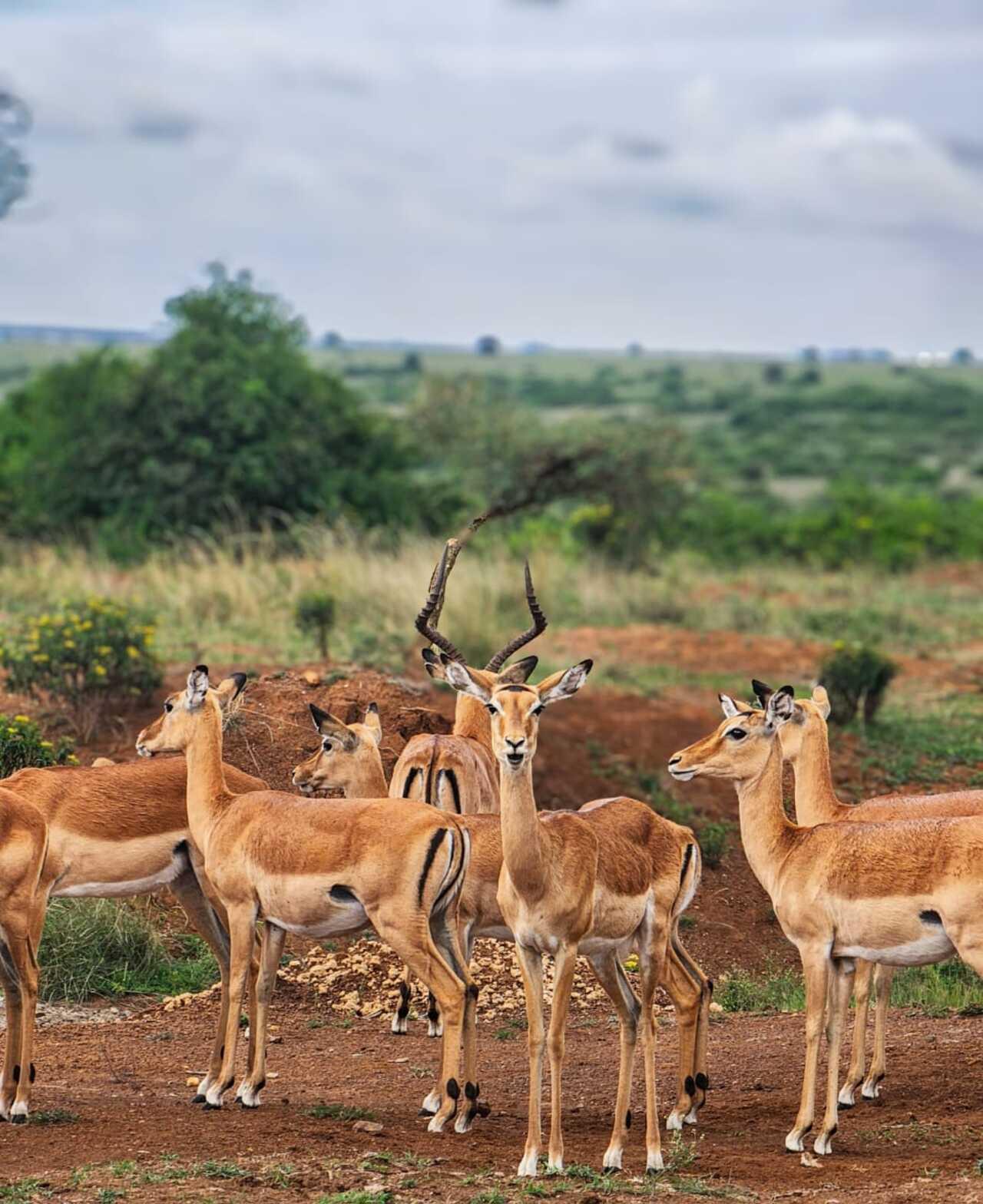 Nairobi National Park 5-Hour 4x4 Wildlife Safari