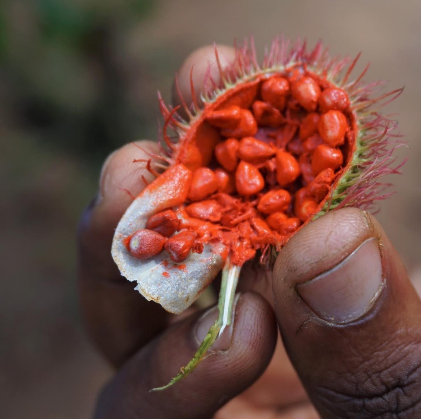 Zanzibar Full-Day: Stone Town, Spice Farm & Prison Island with Lunch