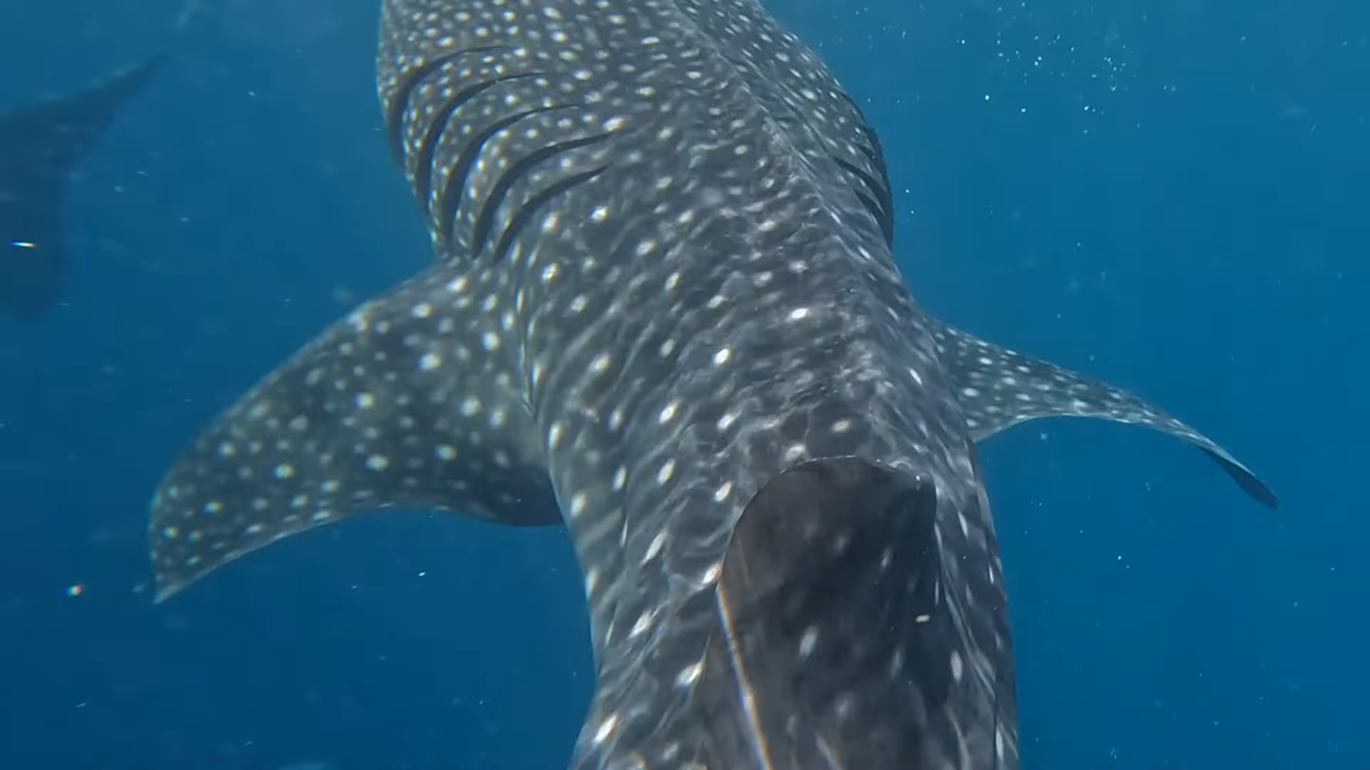 Oslob Triple Adventure: Whale Sharks, Tumalog Falls & Sumilon Island