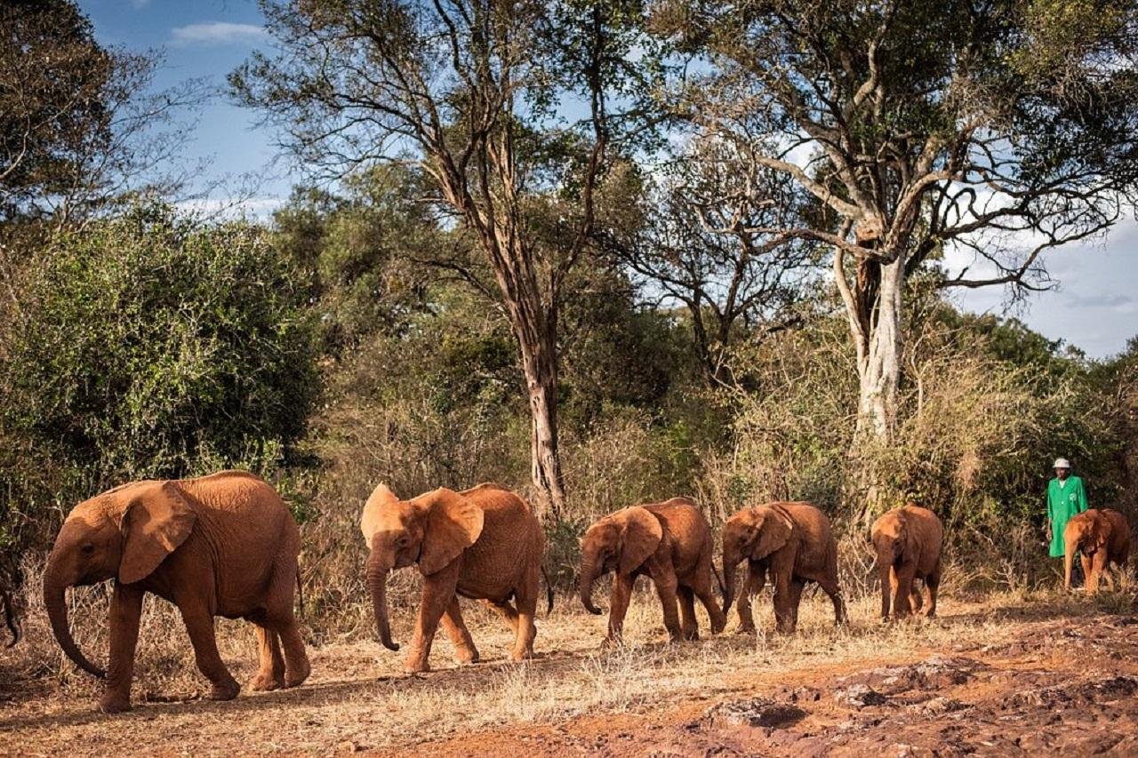Nairobi Wildlife & History Day Tour