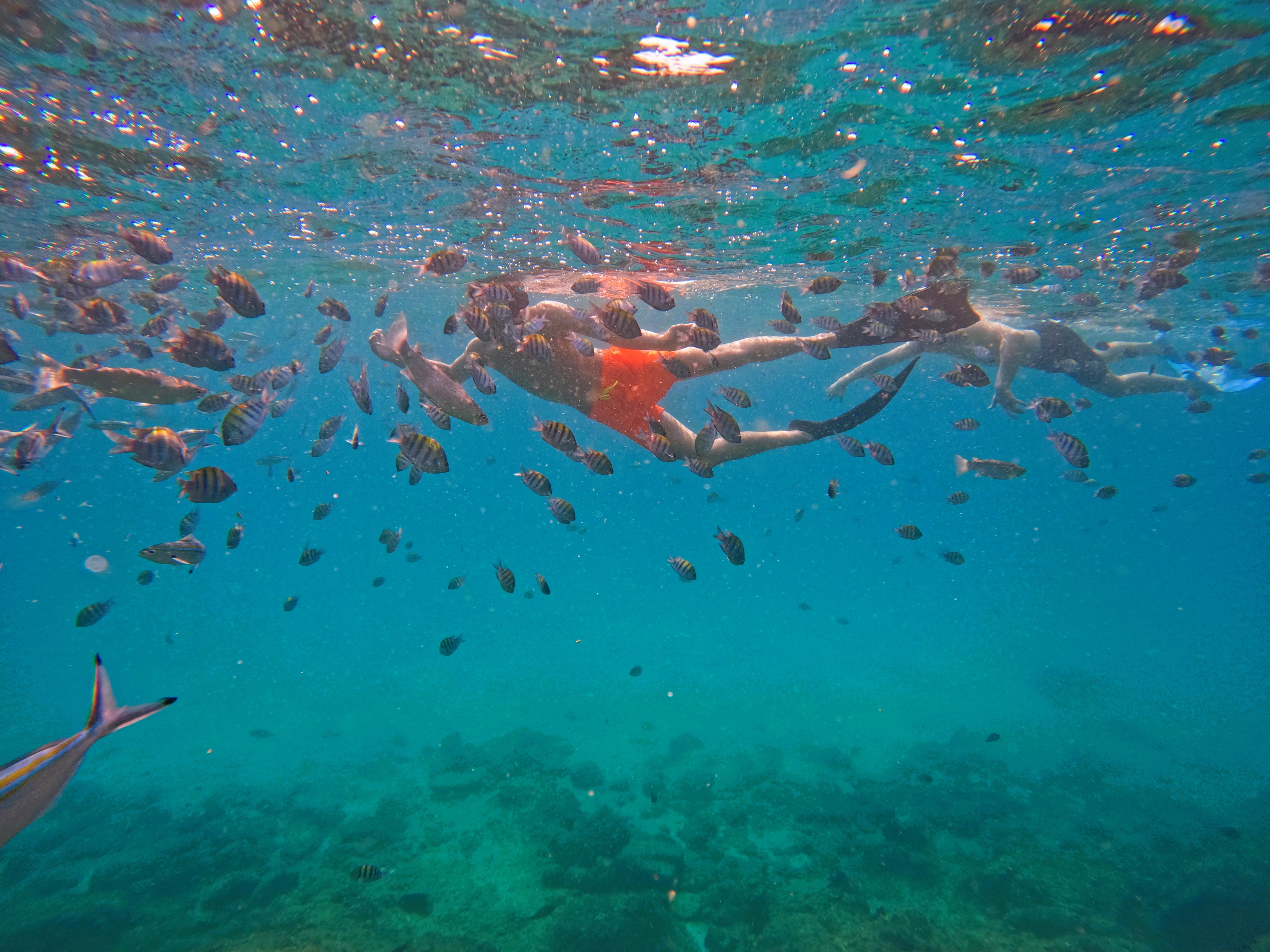 Private Turtle Snorkeling Adventure in Fujairah