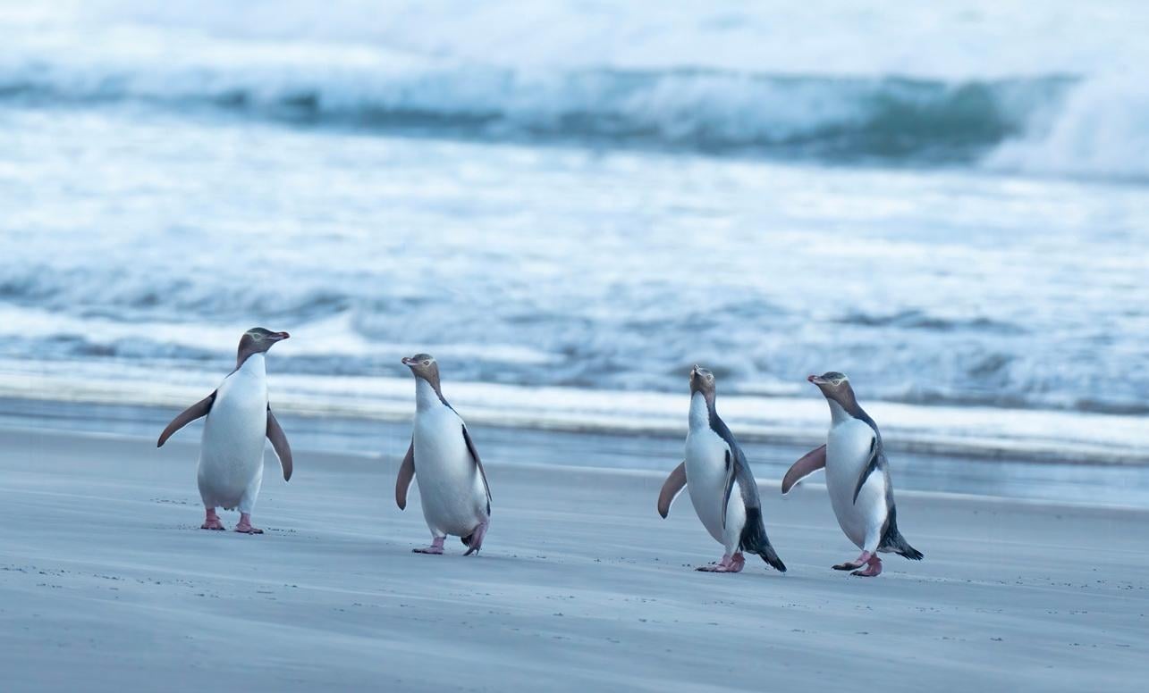 South Island guided tour photo — image 11