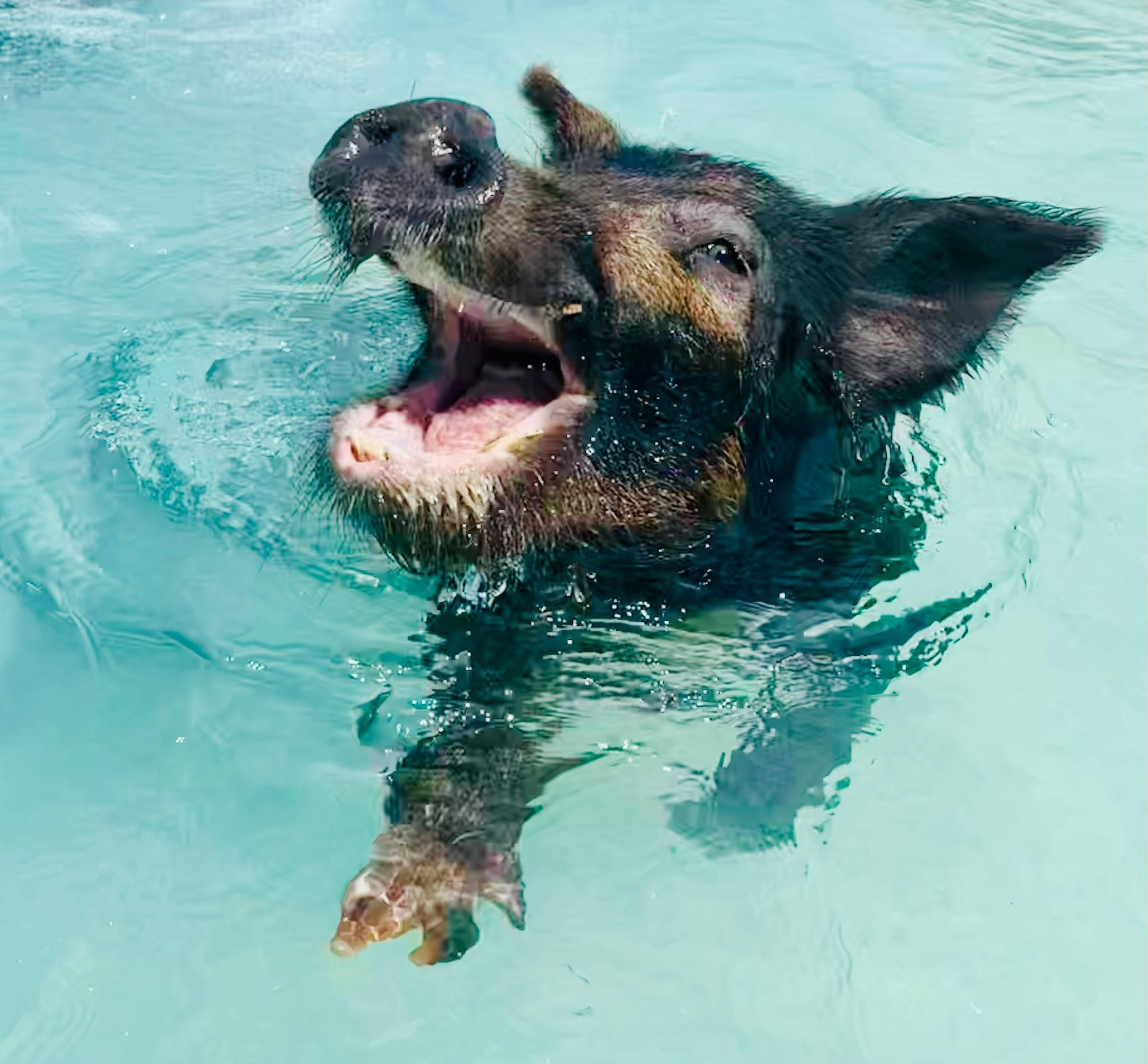 Nassau: Swimming Pigs & Private Beach Club Escape