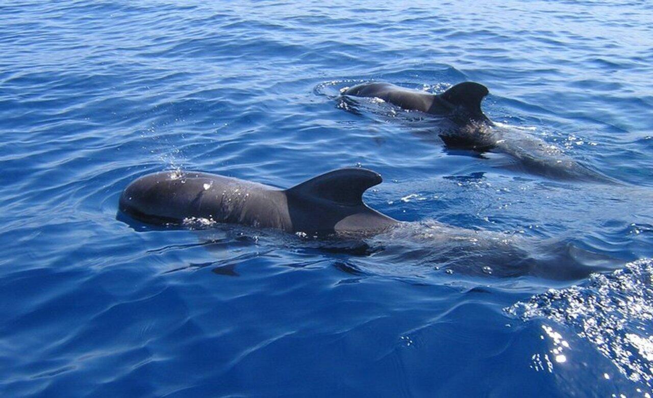 Tenerife Eco-Yacht Whale & Dolphin Watching Cruise