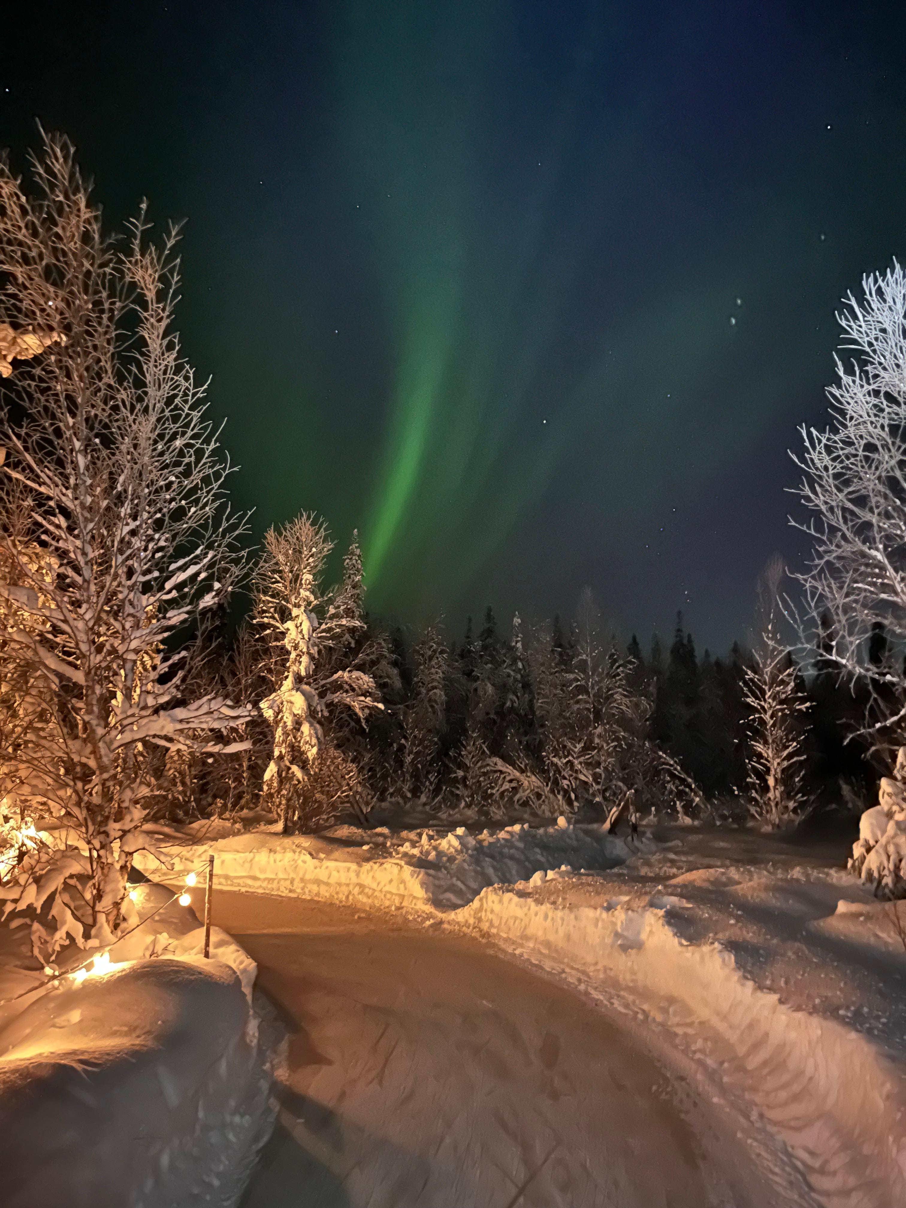 Arctic Forest Ice Skating Under the Lights