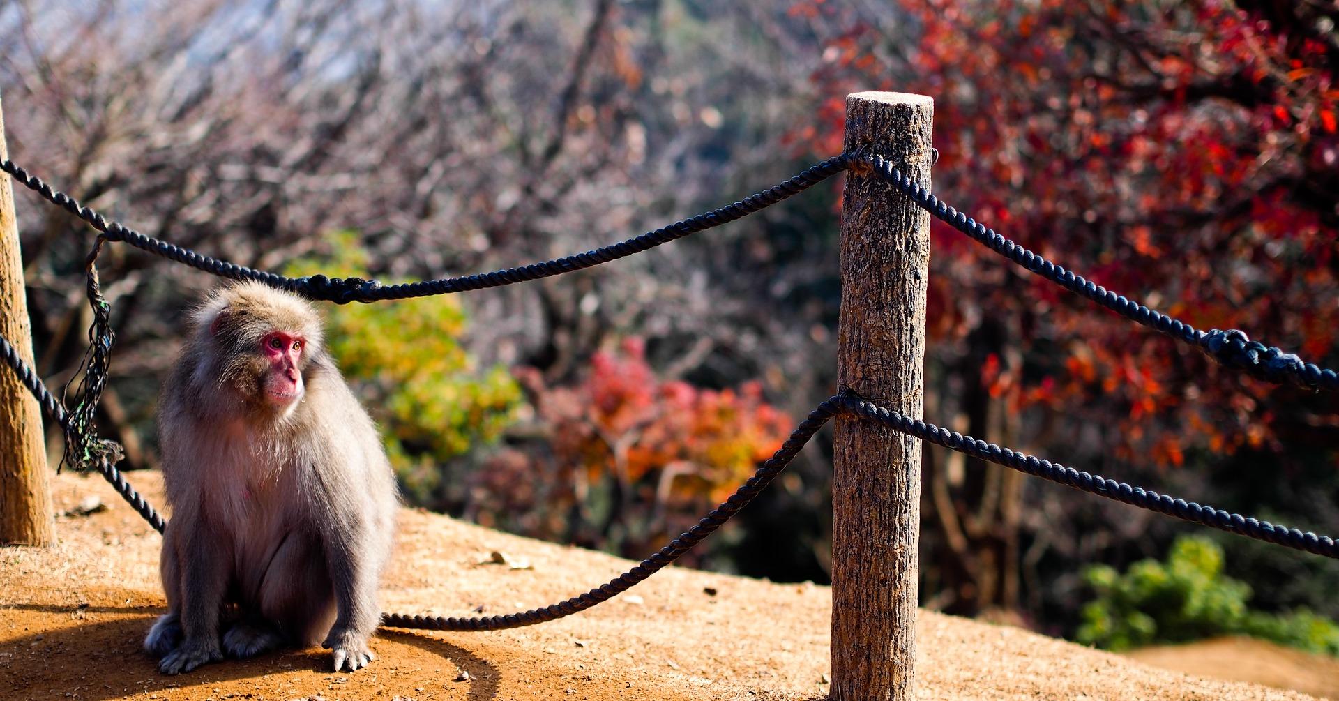 Nagano Snow Monkey & Zenkoji Temple Private Day Tour from Tokyo