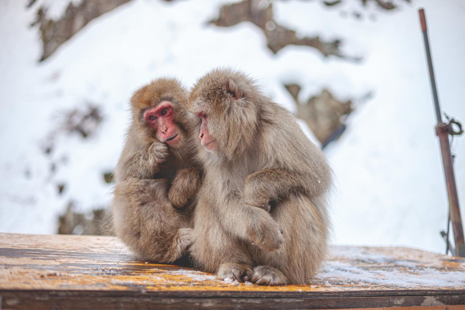 Nagano Day Trip: Snow Monkeys, Historic Towns & Temples from Tokyo