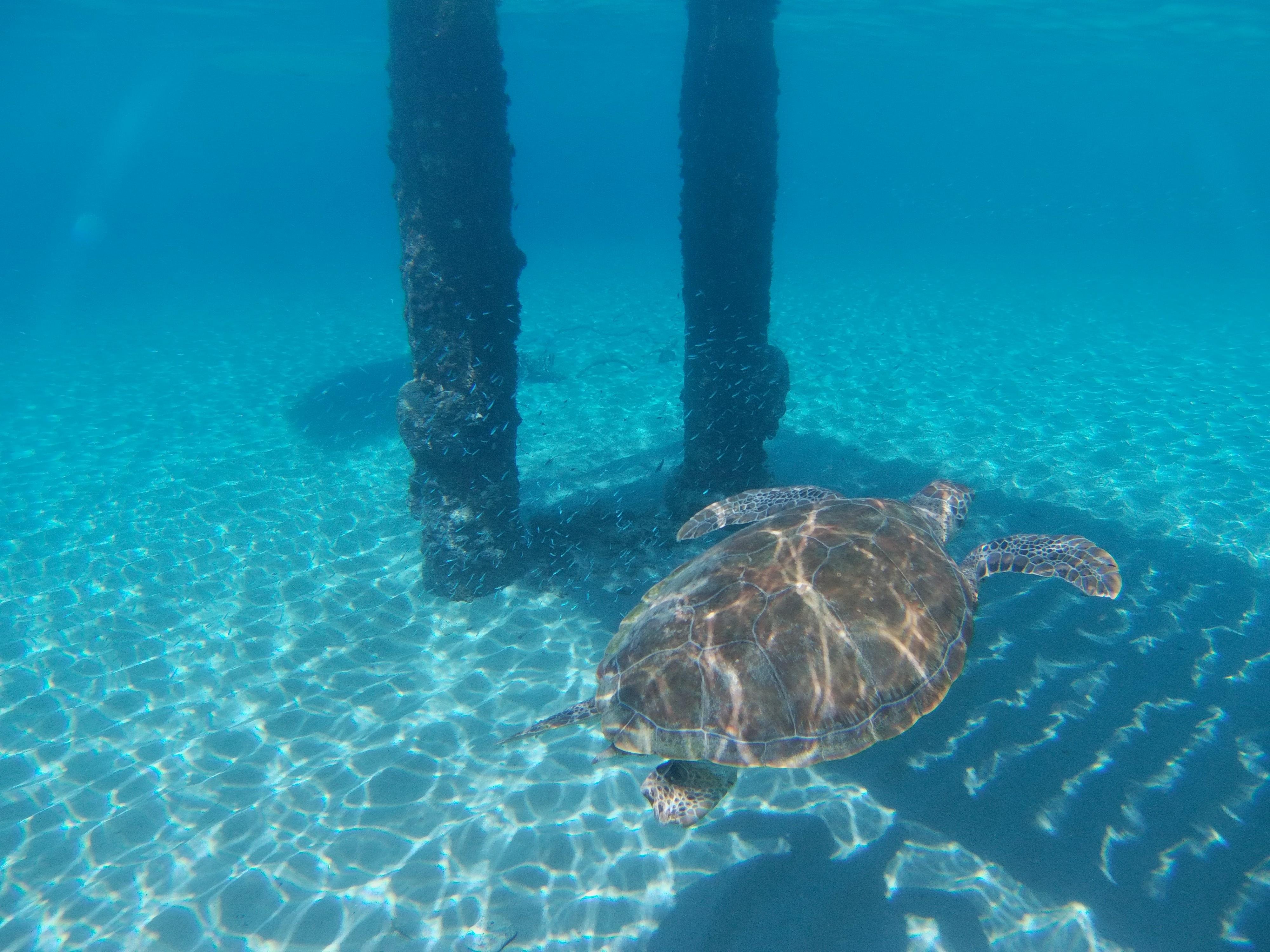 Blue Room Cave & Sea Turtle Adventure with Sicilian Pizza