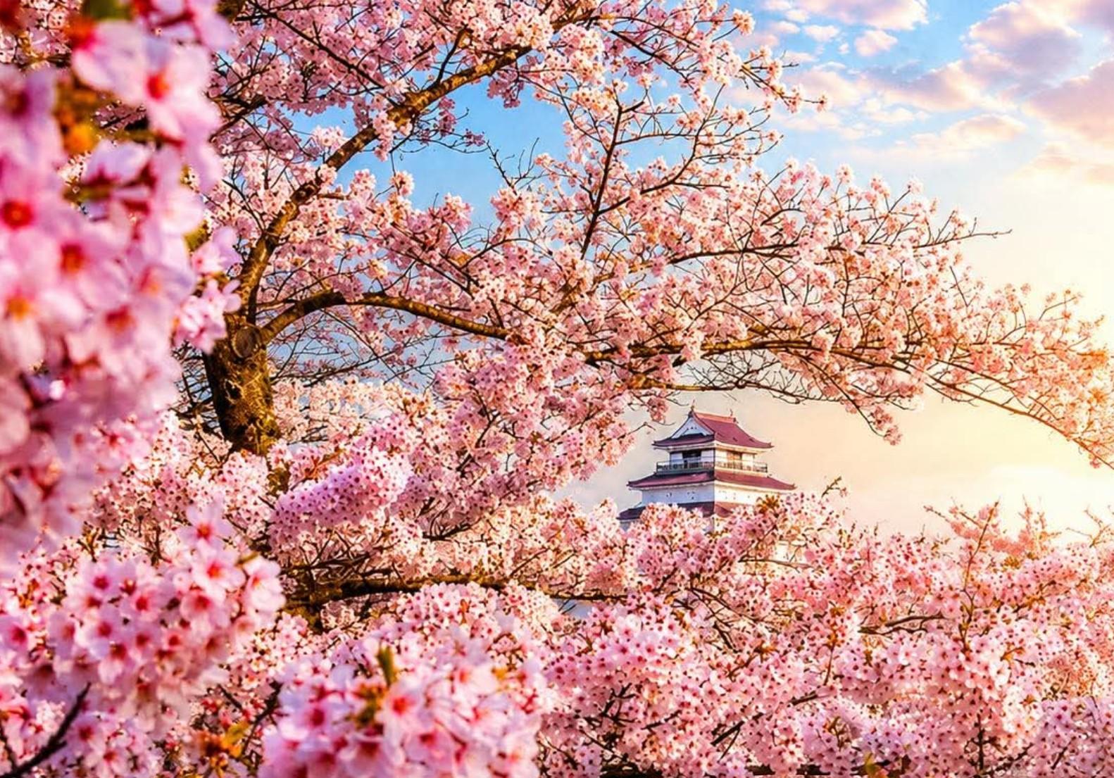 Custom Mt. Fuji & Hakone Private Full-Day Tour from Tokyo