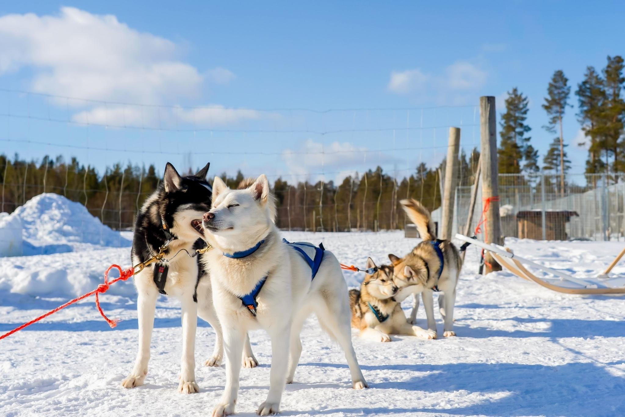 Rovaniemi Husky Safari: Drive Your Own Team & Lapland BBQ