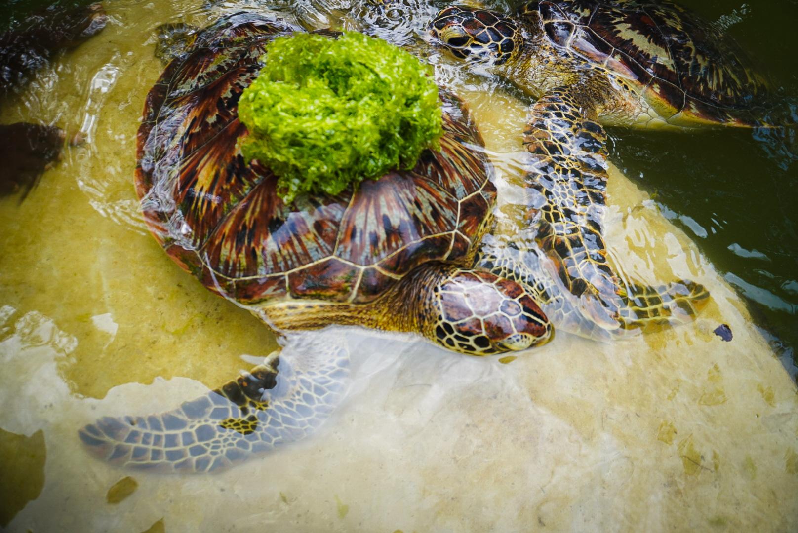 Zanzibar Nungwi Turtle Aquarium & Wildlife Half-Day Tour