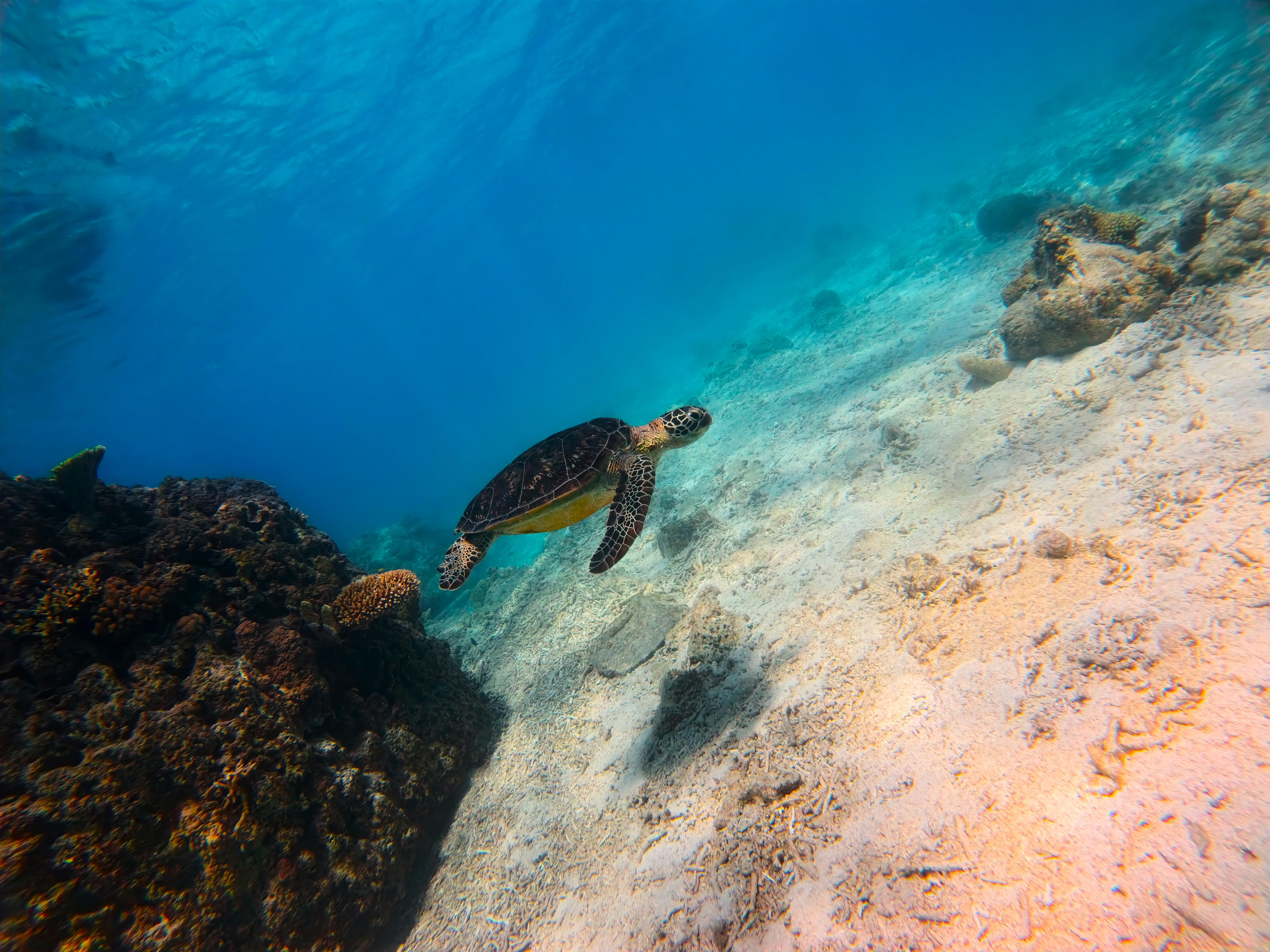 Kerama Half-Day Snorkeling Tour