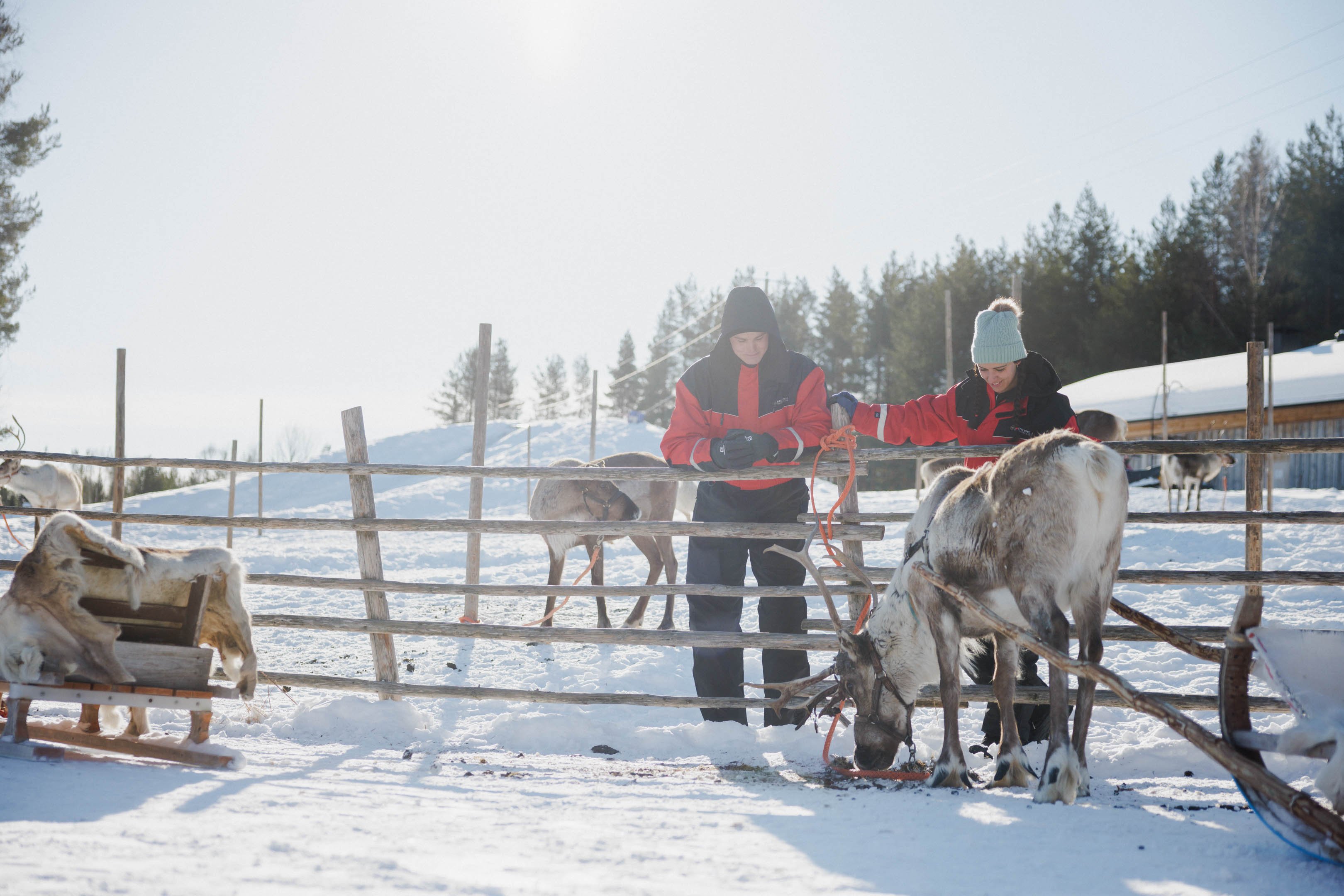 Rovaniemi Reindeer Farm & Sleigh Ride Experience
