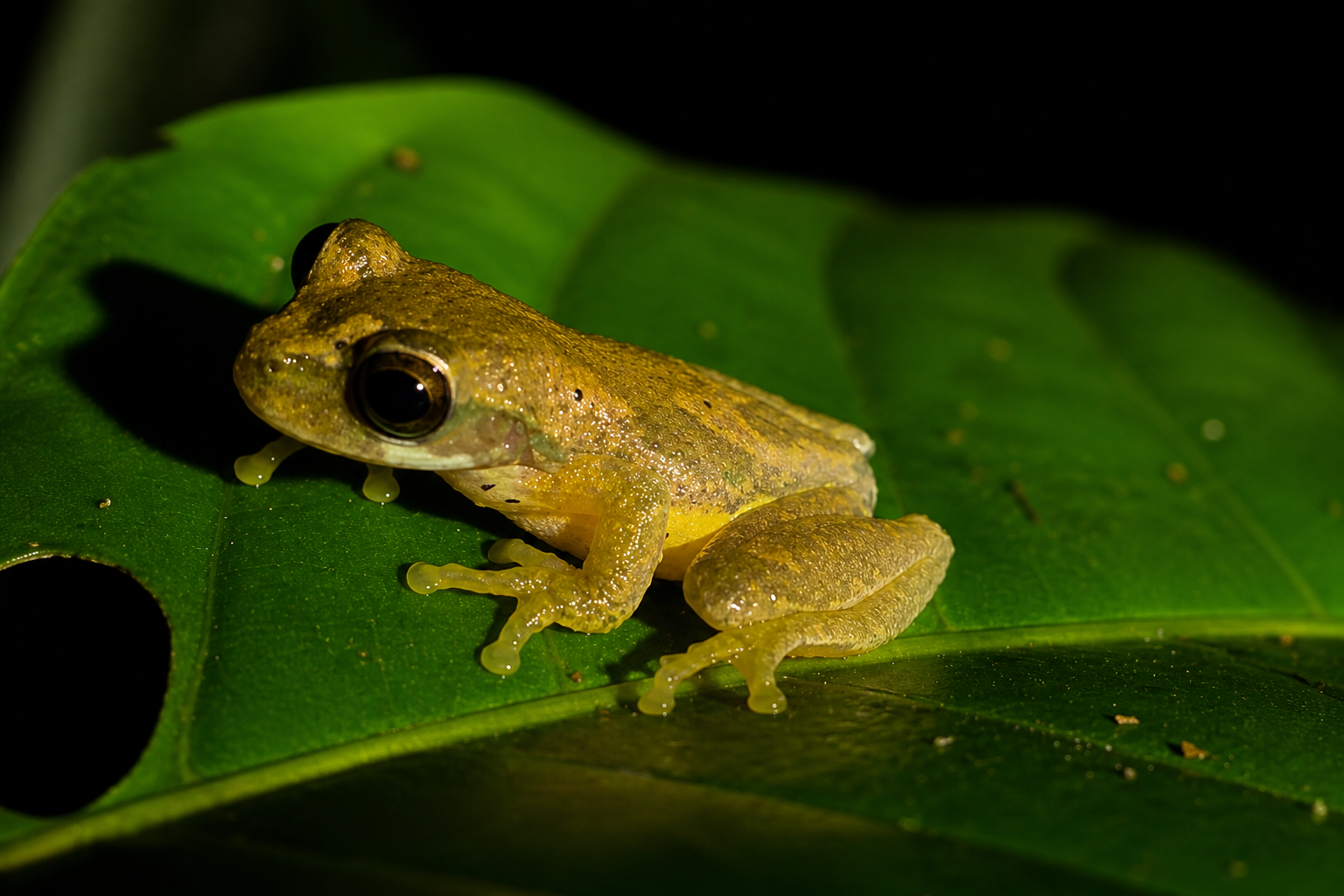 Monteverde Cloud Forest Night Walk